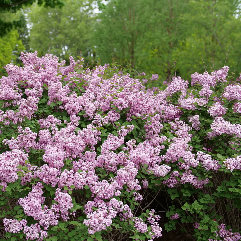 Bloomerang Purpink® Reblooming Lilac | Proven Winners® - Image 2
