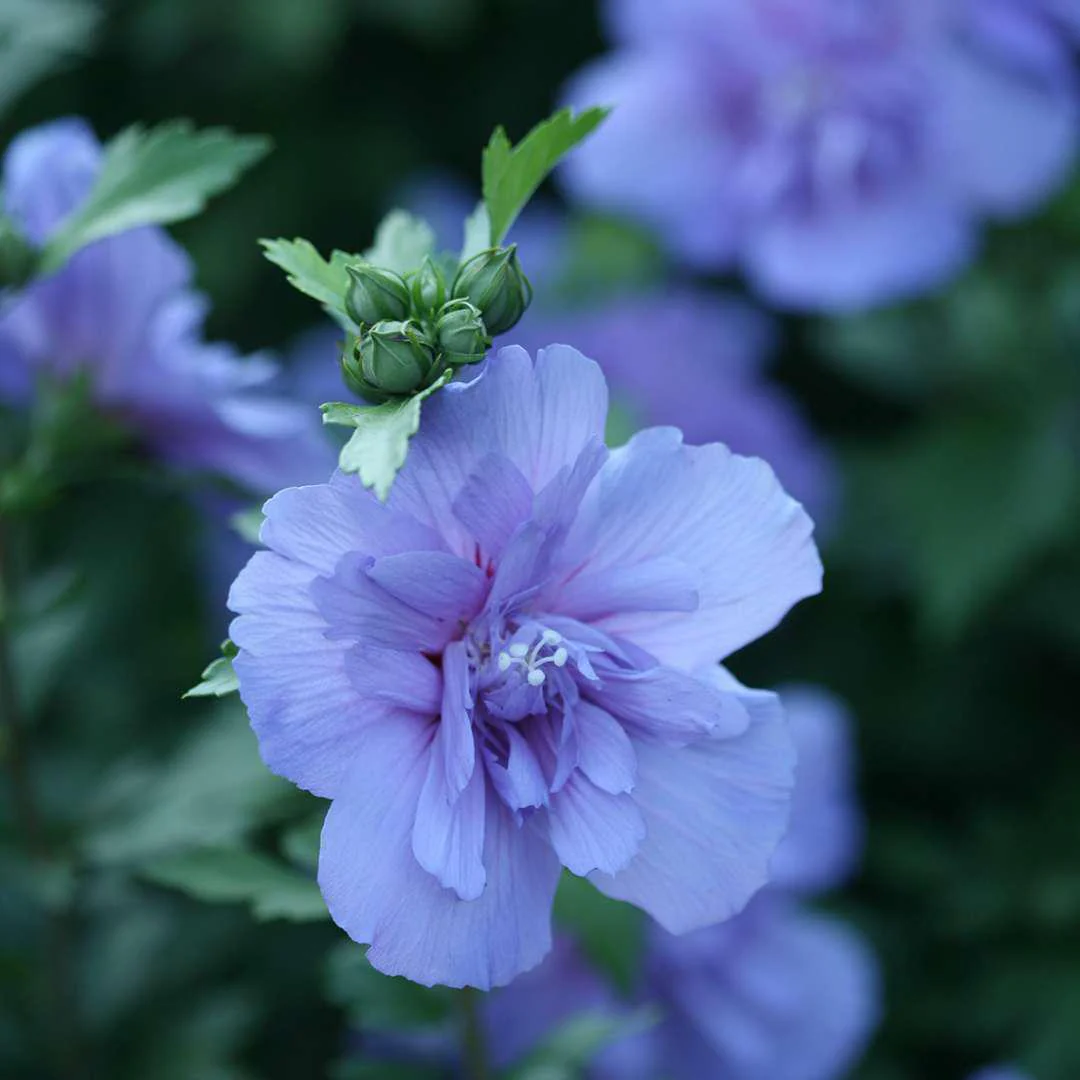 Blue CHIFFON® Rose of Sharon - Image 3