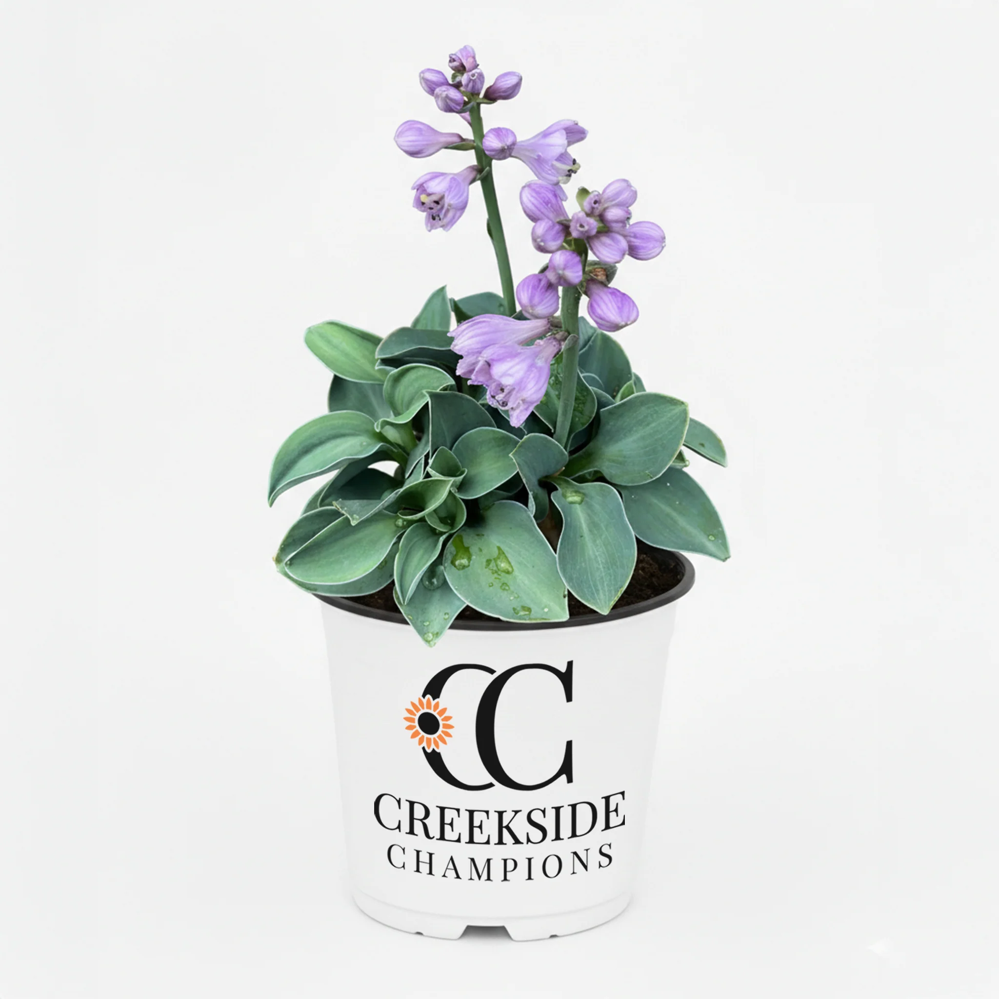 Blue Mouse Ears' Hosta | Creekside Champions™