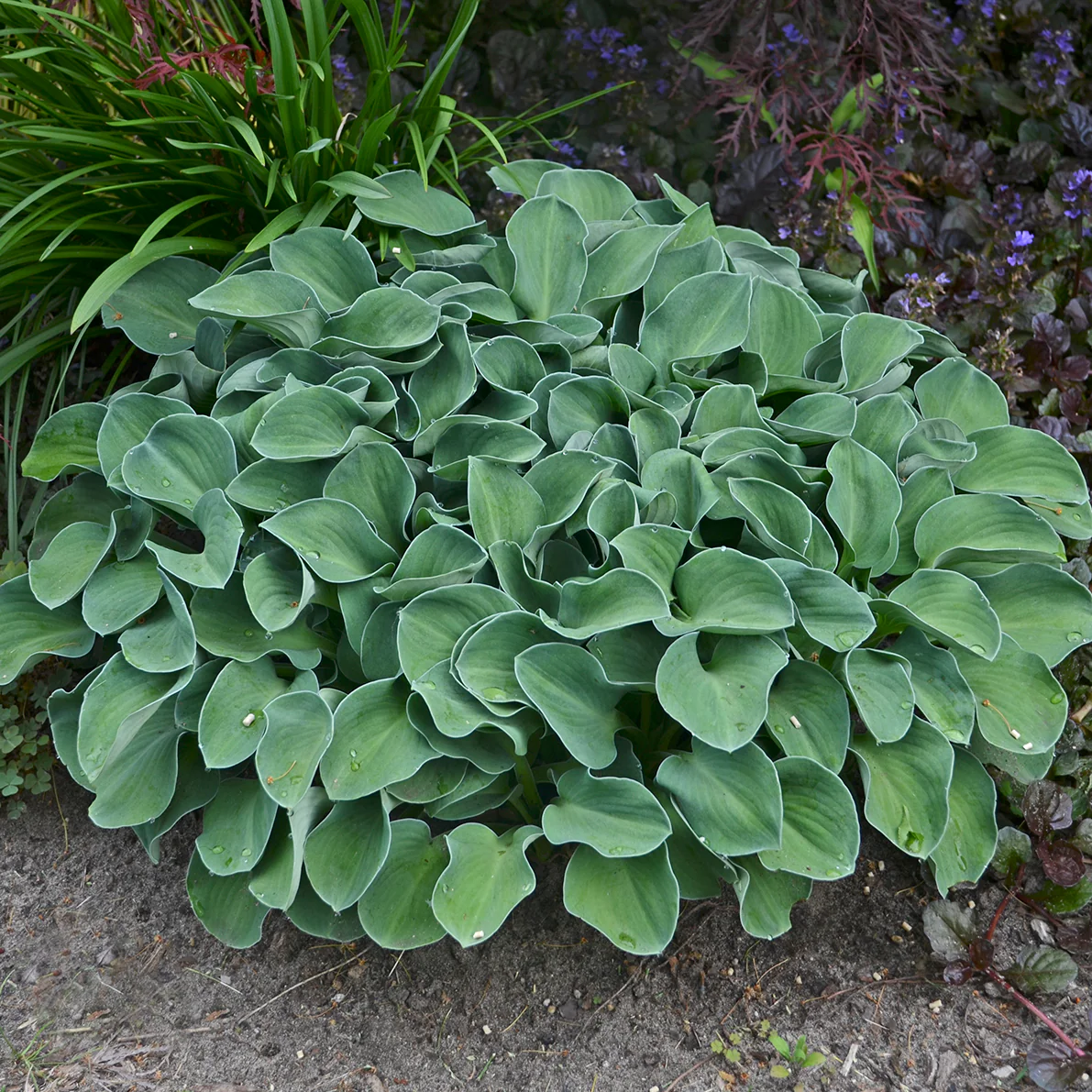 Blue Mouse Ears' Hosta | Creekside Champions™ - Image 2