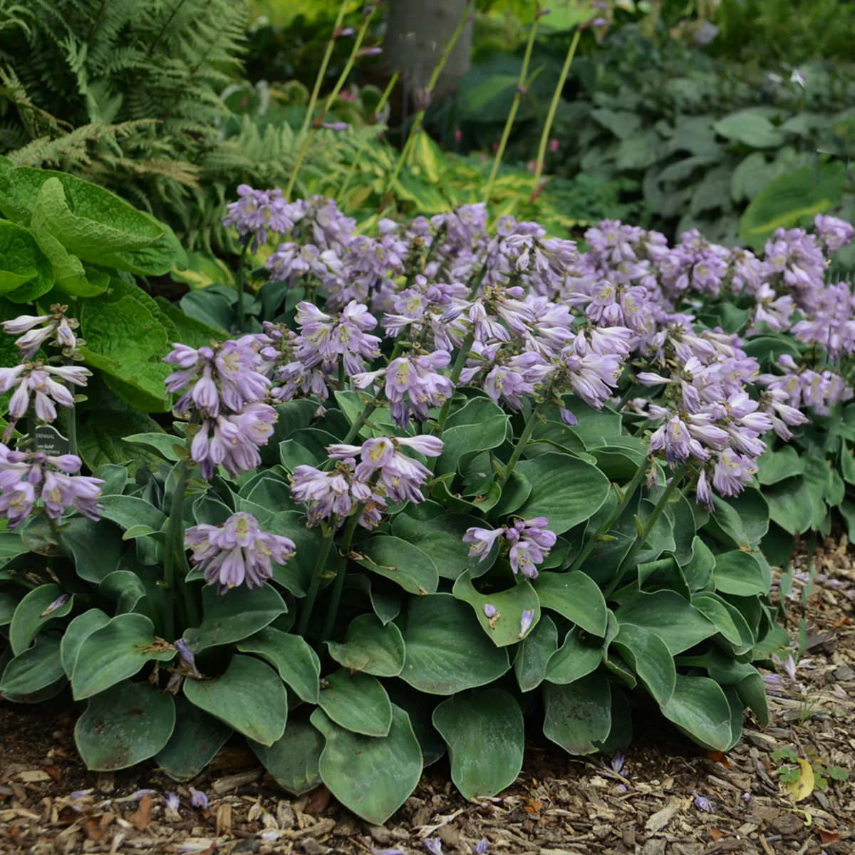 Blue Mouse Ears' Hosta | Creekside Champions™ - Image 3