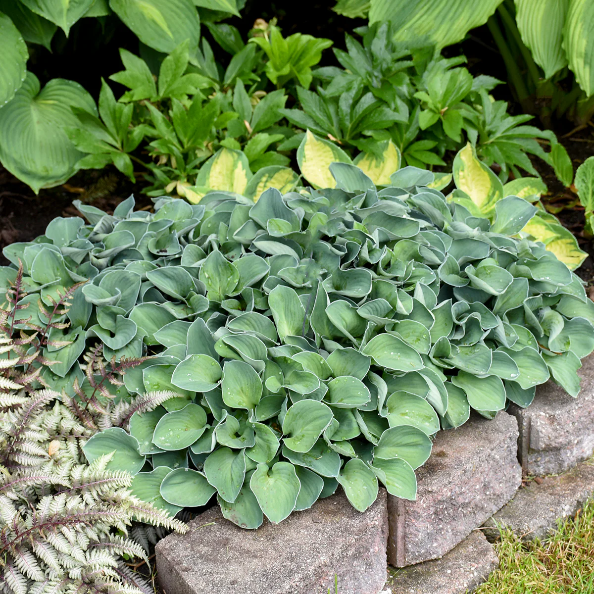 Blue Mouse Ears' Hosta | Creekside Champions™ - Image 4