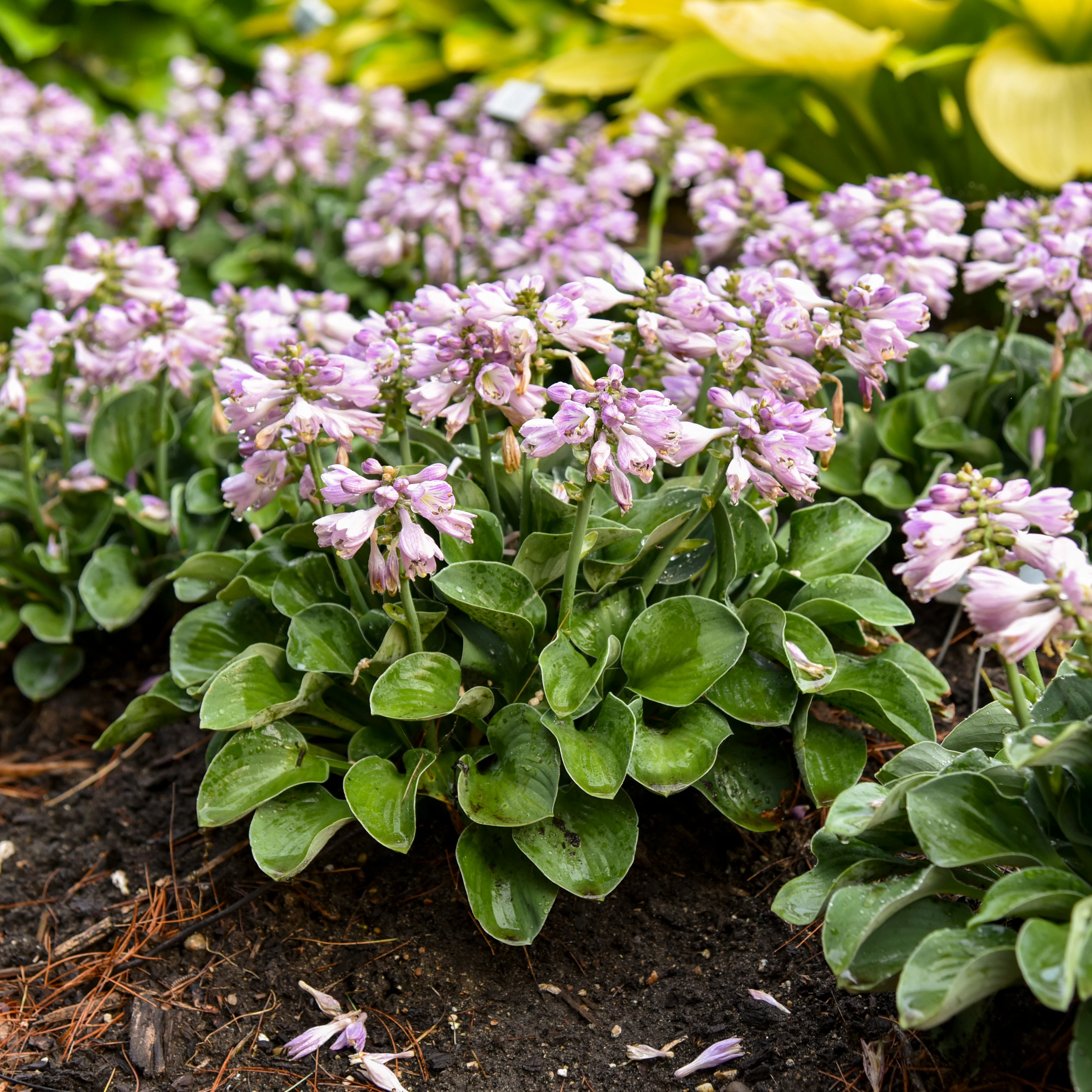 Blue Mouse Ears' Hosta | Creekside Champions™ - Image 5