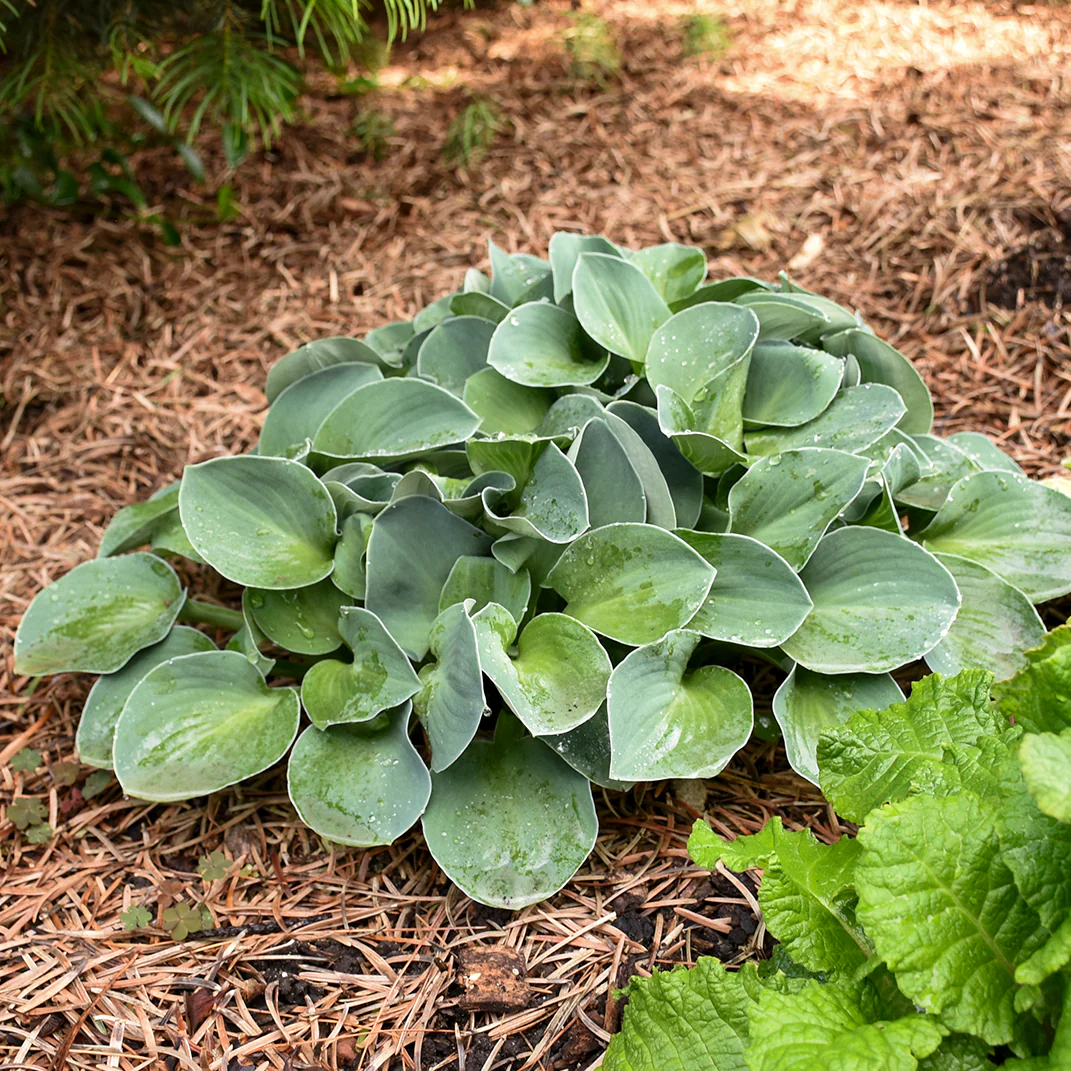 Blue Mouse Ears' Hosta | Creekside Champions™ - Image 6