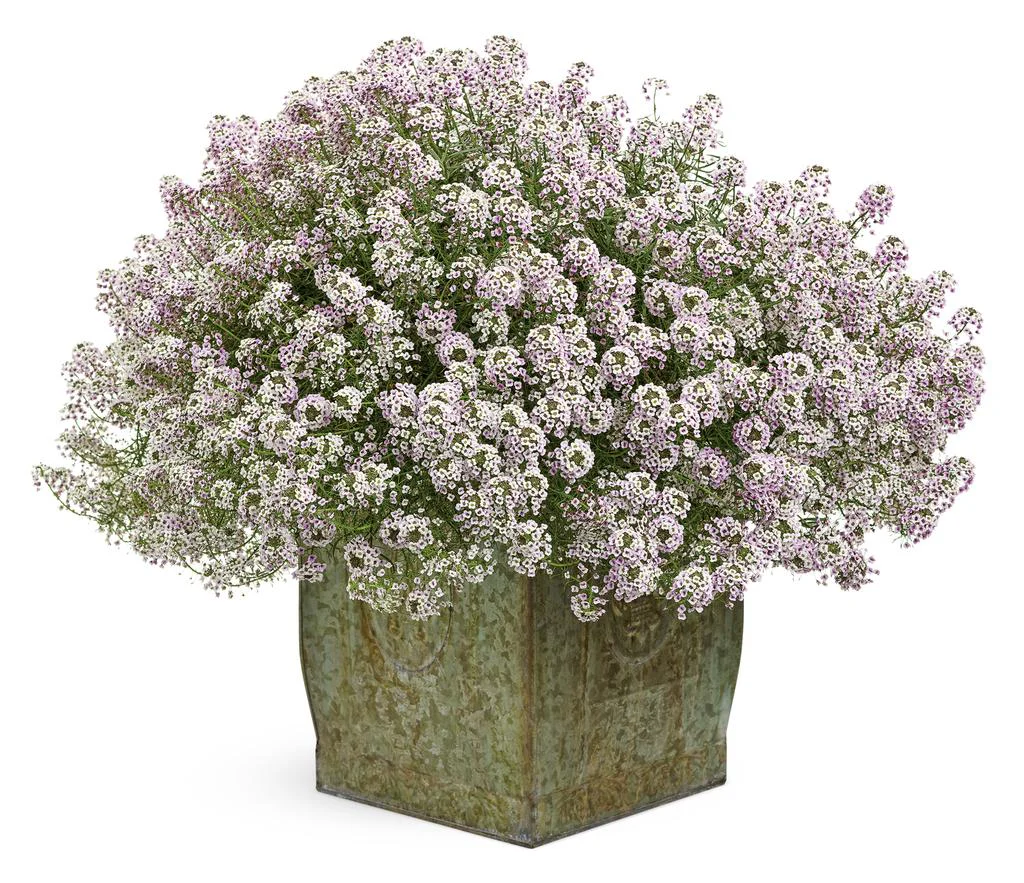 Blushing Princess® Sweet Alyssum | Proven Winners® - Image 2