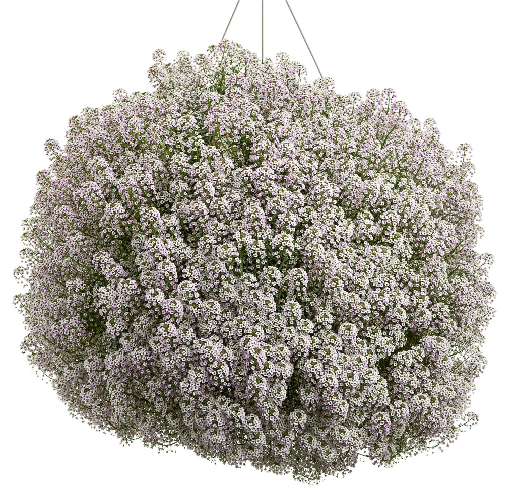 Blushing Princess® Sweet Alyssum | Proven Winners® - Image 3