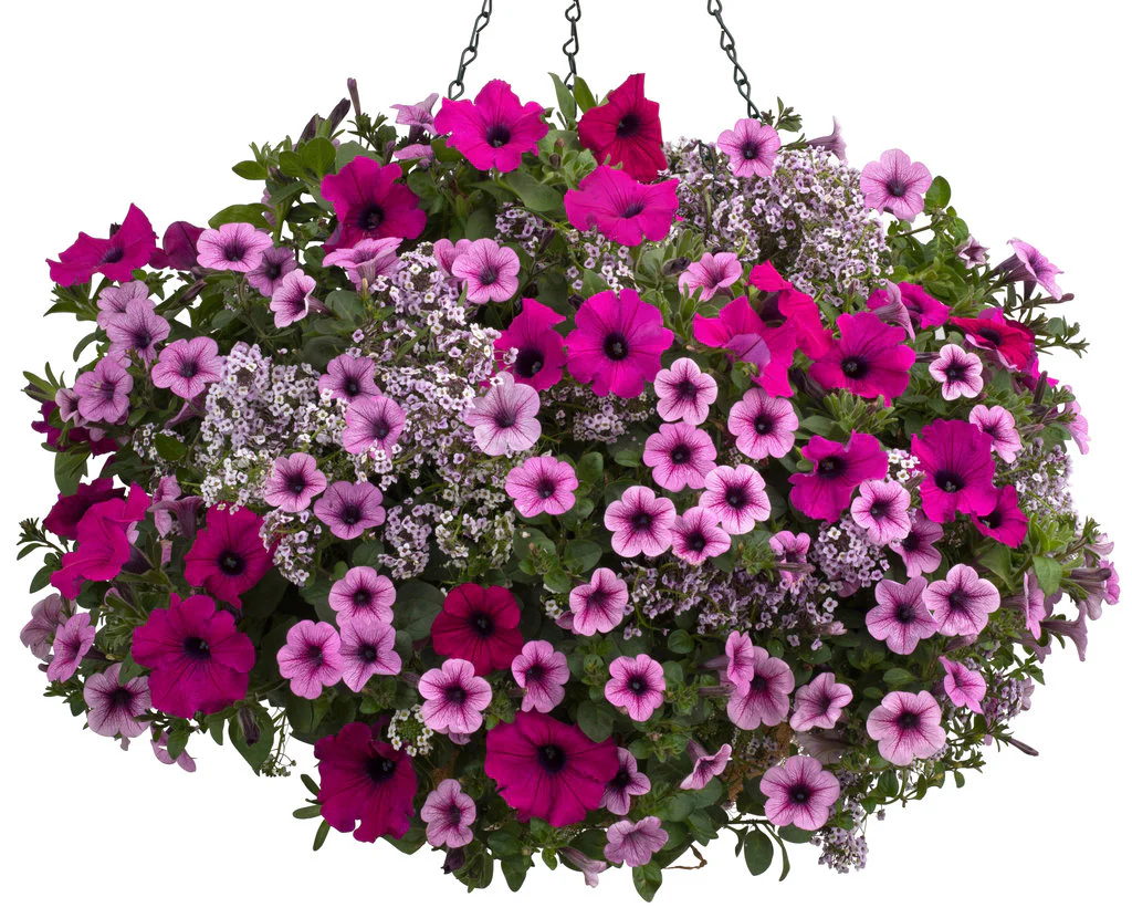 Blushing Princess® Sweet Alyssum | Proven Winners® - Image 4