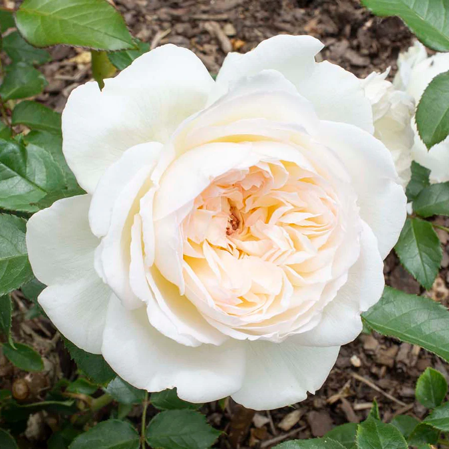 Bolero™ Rose | Star® Roses - Image 3
