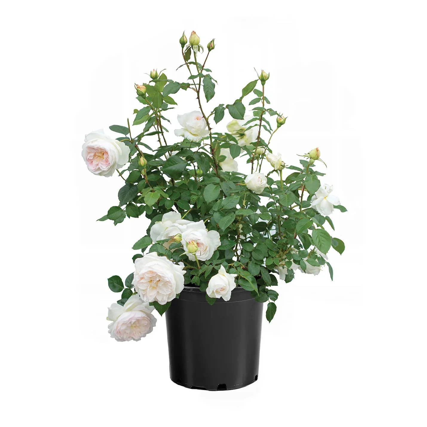 Bolero™ Rose | Star® Roses - Image 4