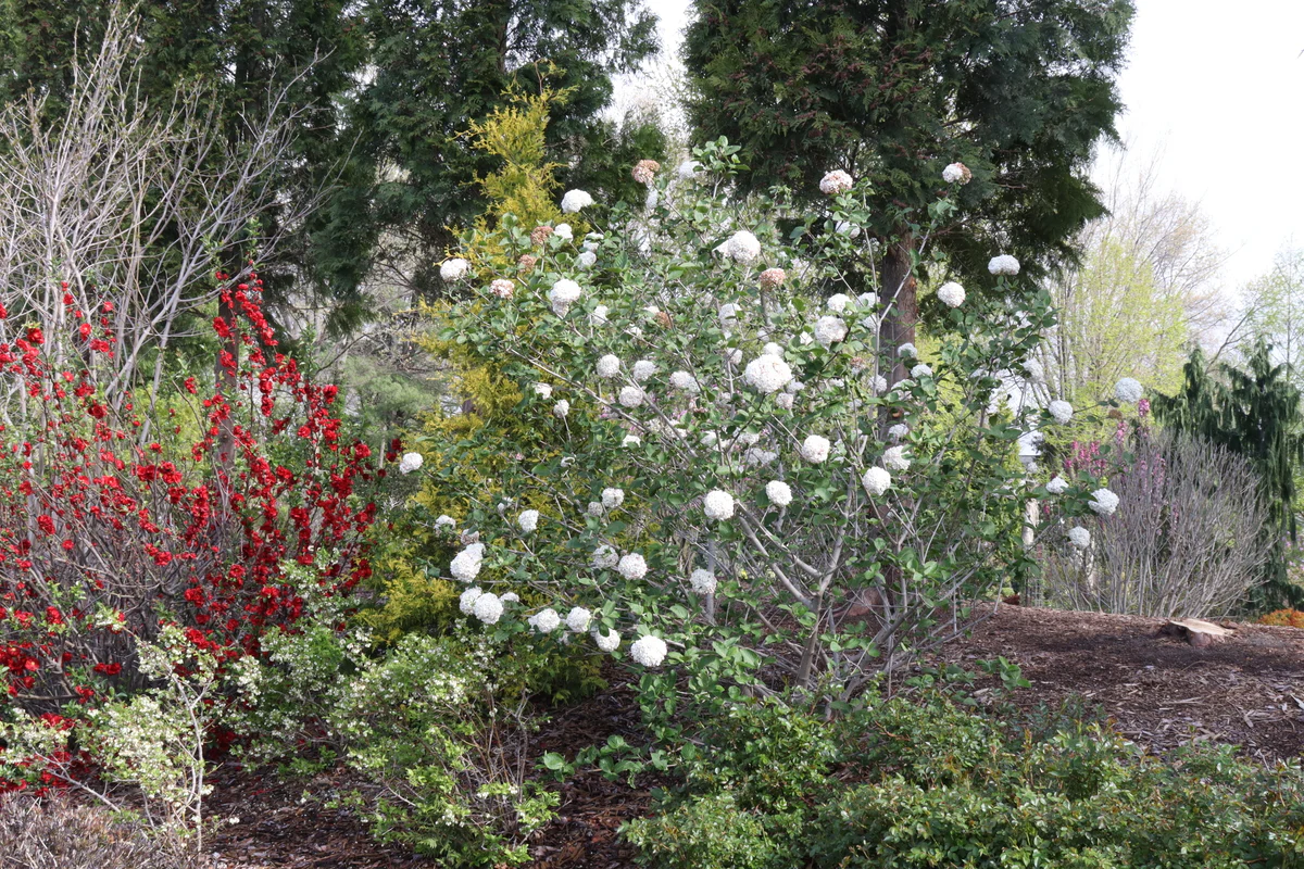 SPICE COWBOY® Koreanspice viburnum | Proven Winners® - Image 2