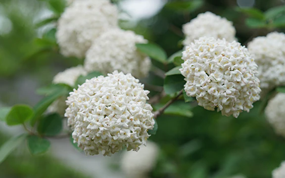 SPICE COWBOY® Koreanspice viburnum | Proven Winners® - Image 3