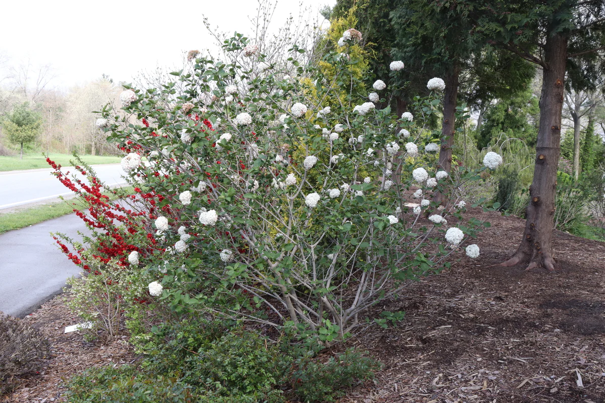 SPICE COWBOY® Koreanspice viburnum | Proven Winners® - Image 4