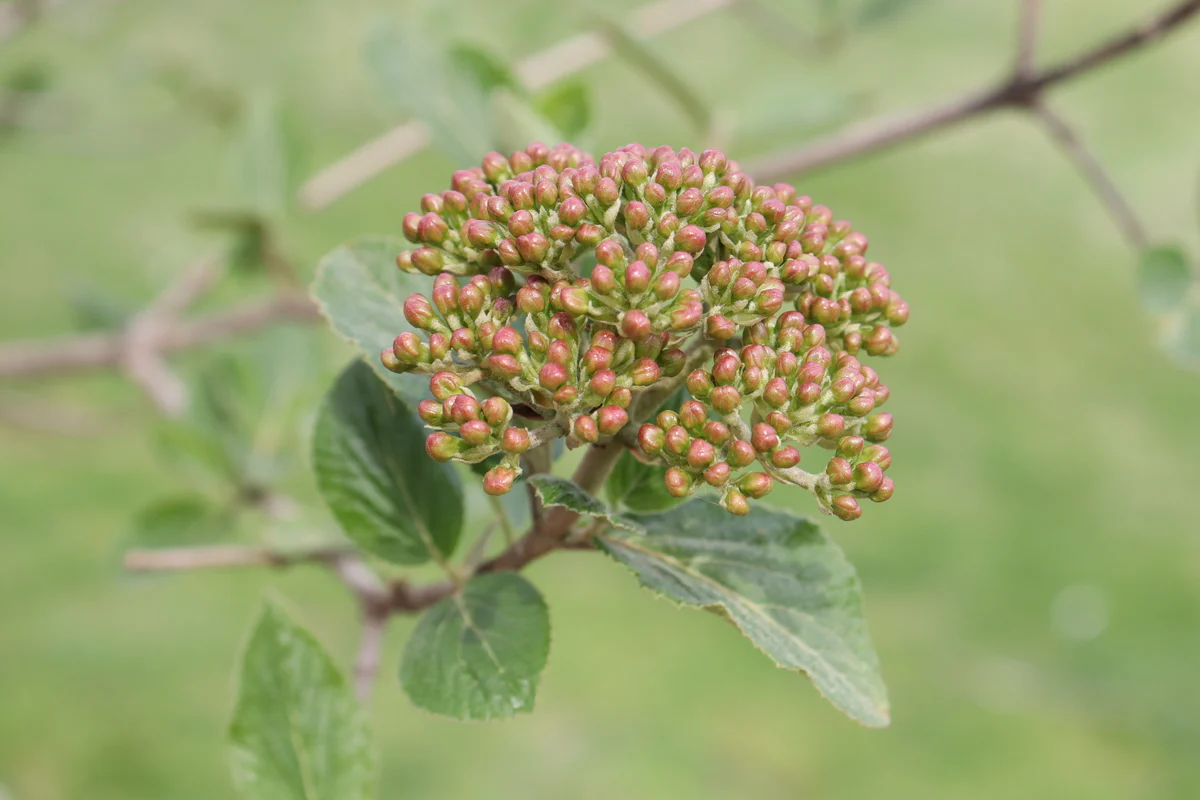 SPICE COWBOY® Koreanspice viburnum | Proven Winners® - Image 5