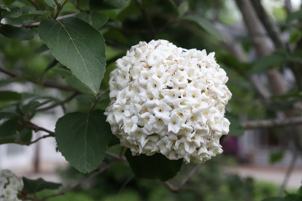 SPICE COWBOY® Koreanspice viburnum | Proven Winners® - Image 6