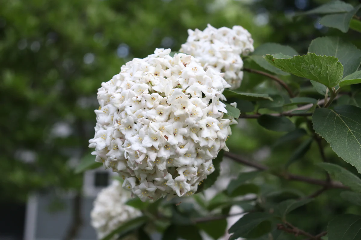 SPICE COWBOY® Koreanspice viburnum | Proven Winners® - Image 7