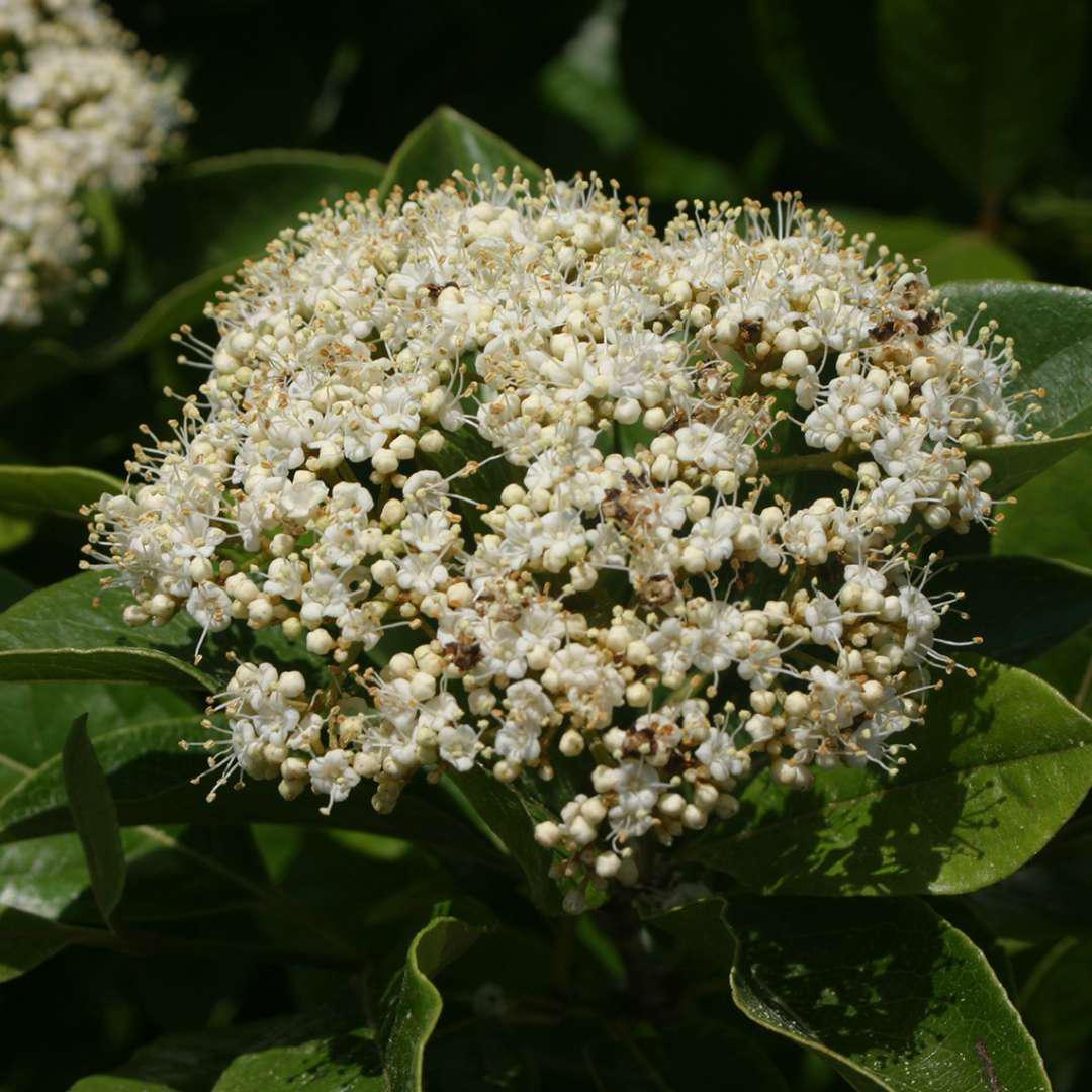 BRANDYWINE™ Viburnum | Proven Winners® - Image 3
