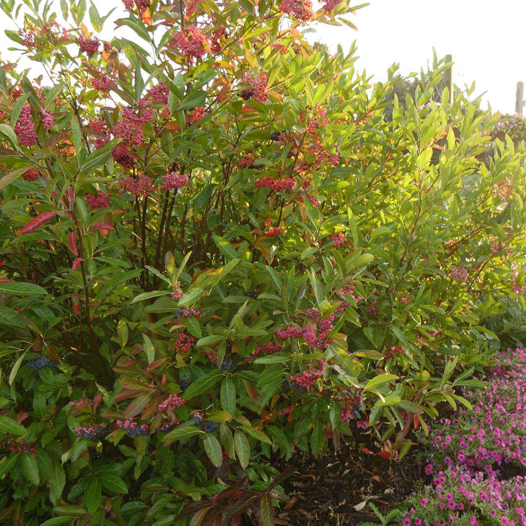 BRANDYWINE™ Viburnum | Proven Winners® - Image 4