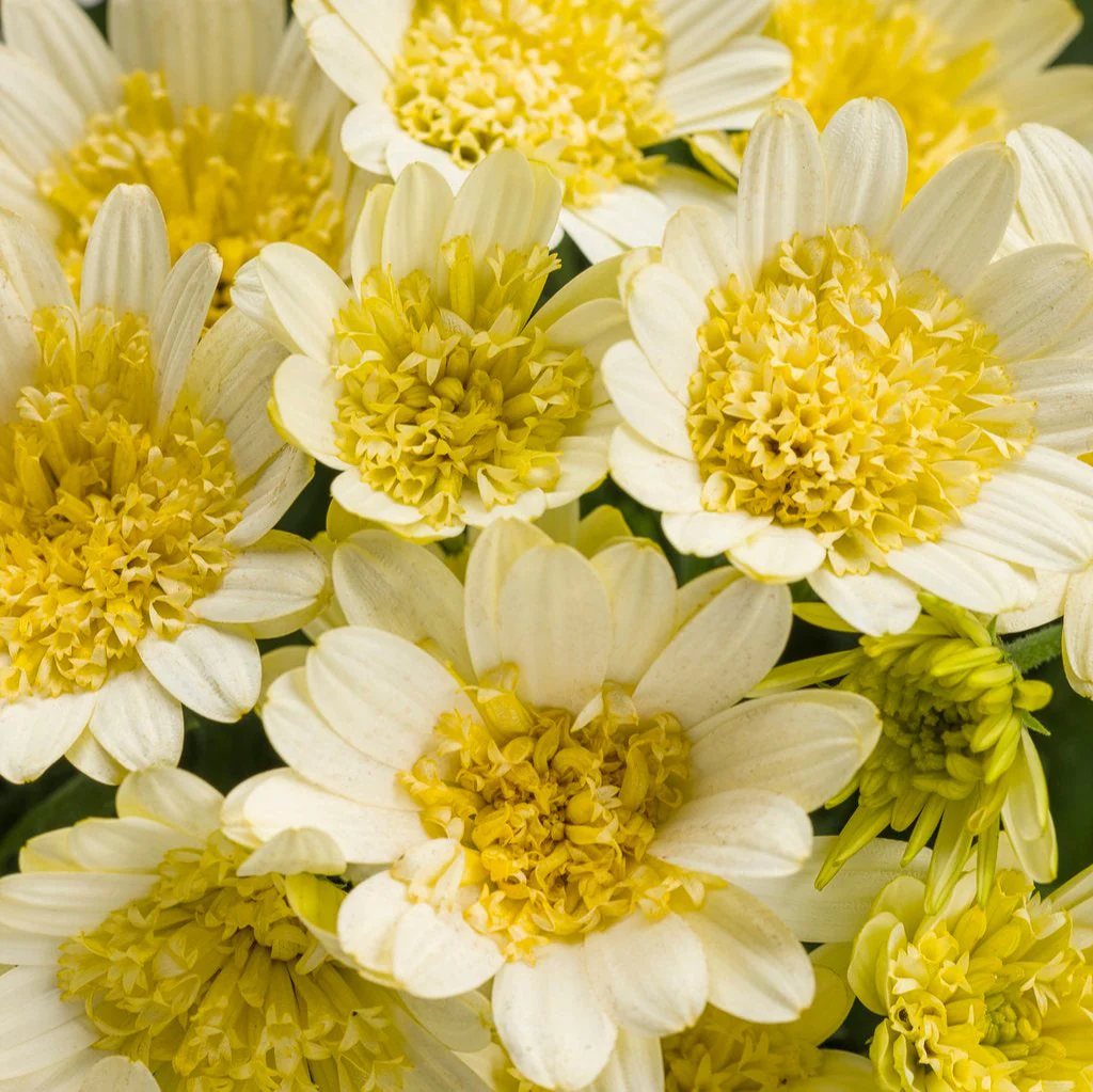 Bright Lights™ Double Moonglow Osteospermum | Proven Winners®