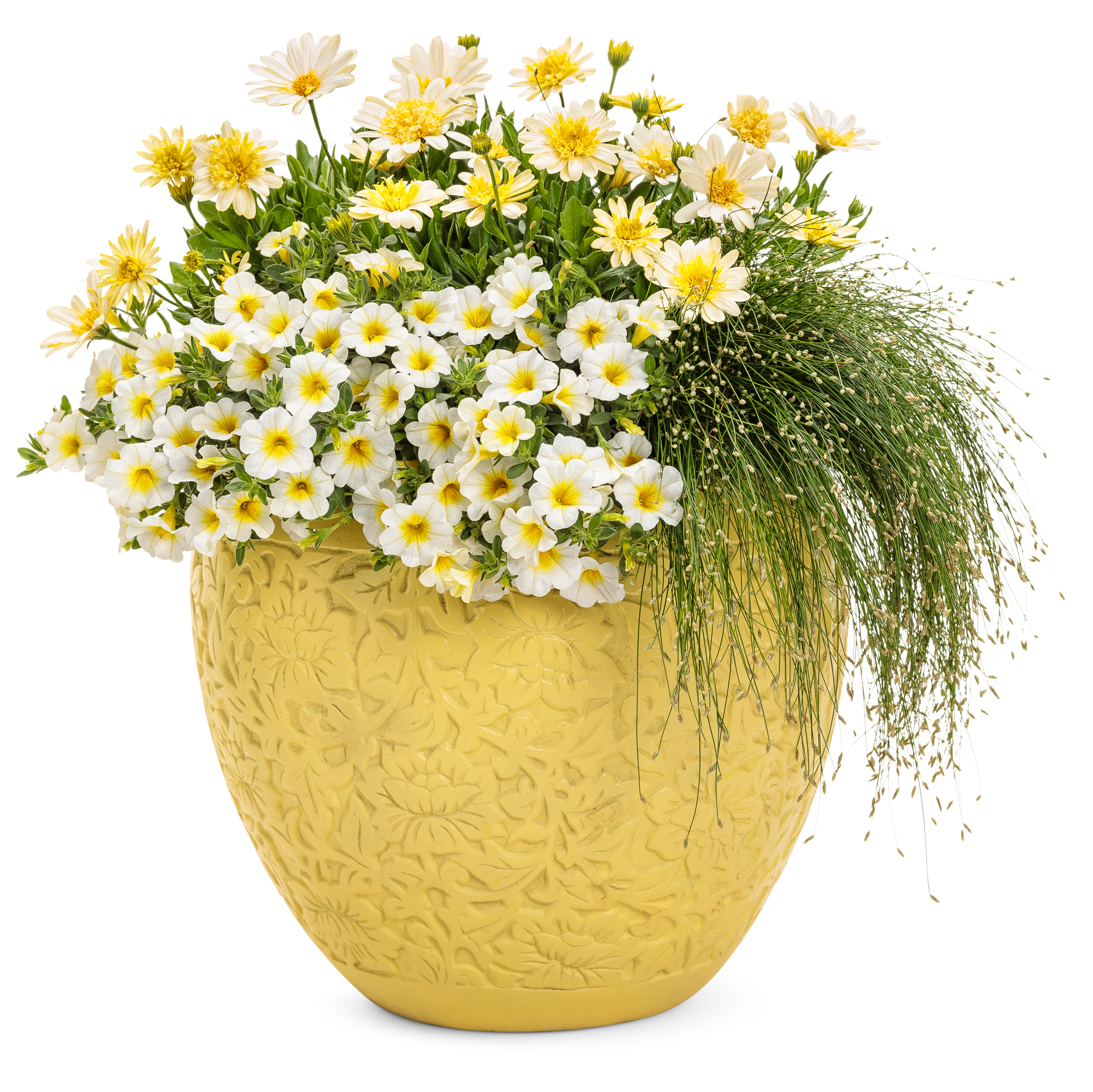 Bright Lights™ Double Moonglow Osteospermum | Proven Winners® - Image 2