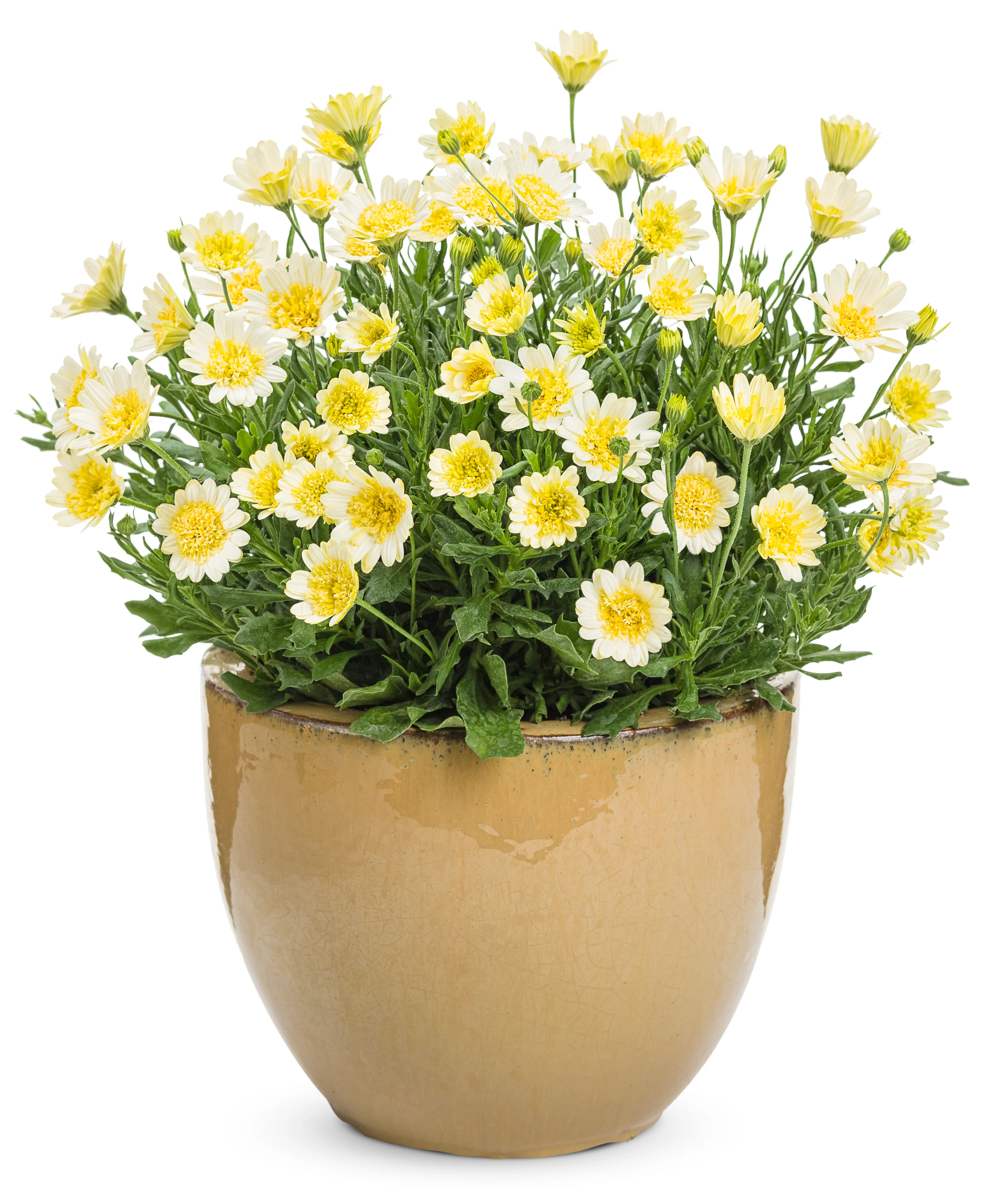 Bright Lights™ Double Moonglow Osteospermum | Proven Winners® - Image 3