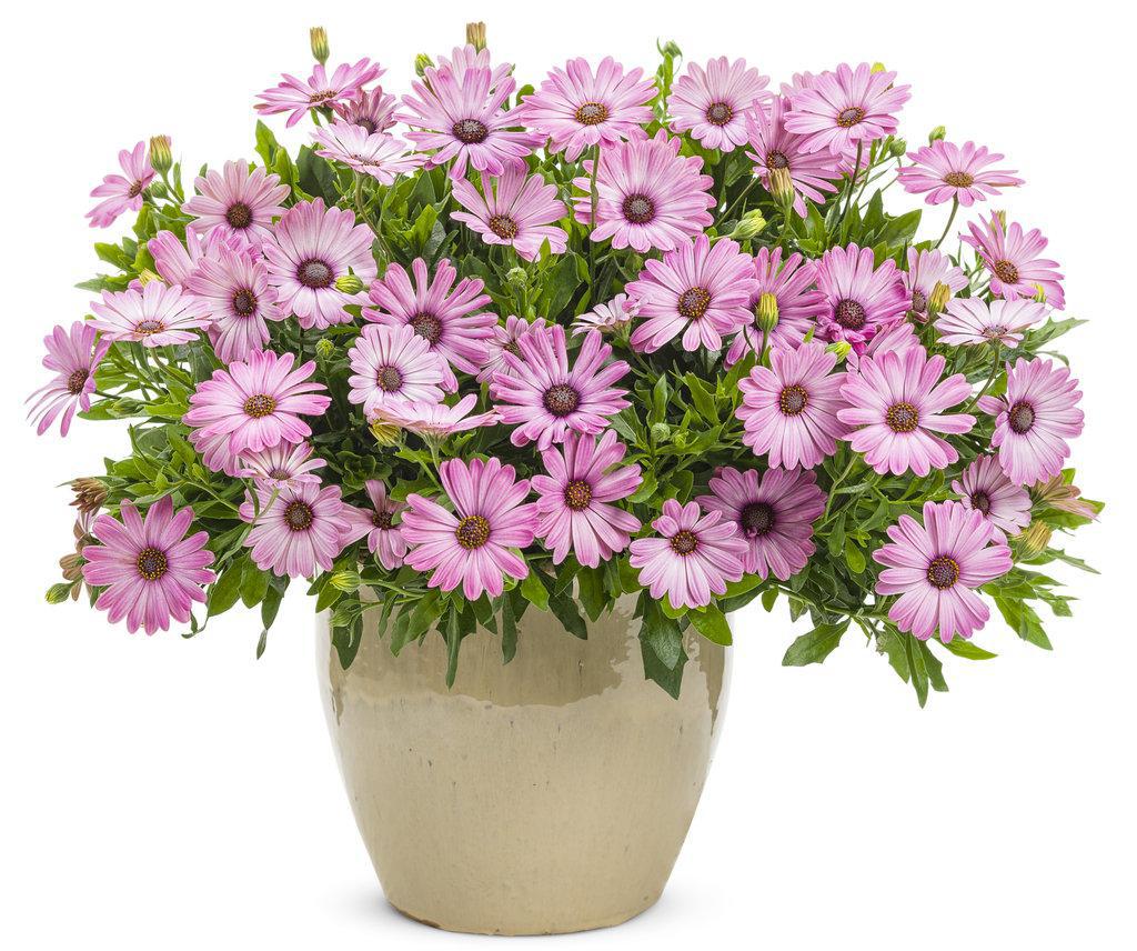 Bright Lights™ Pink Osteospermum | Proven Winners® - Image 3