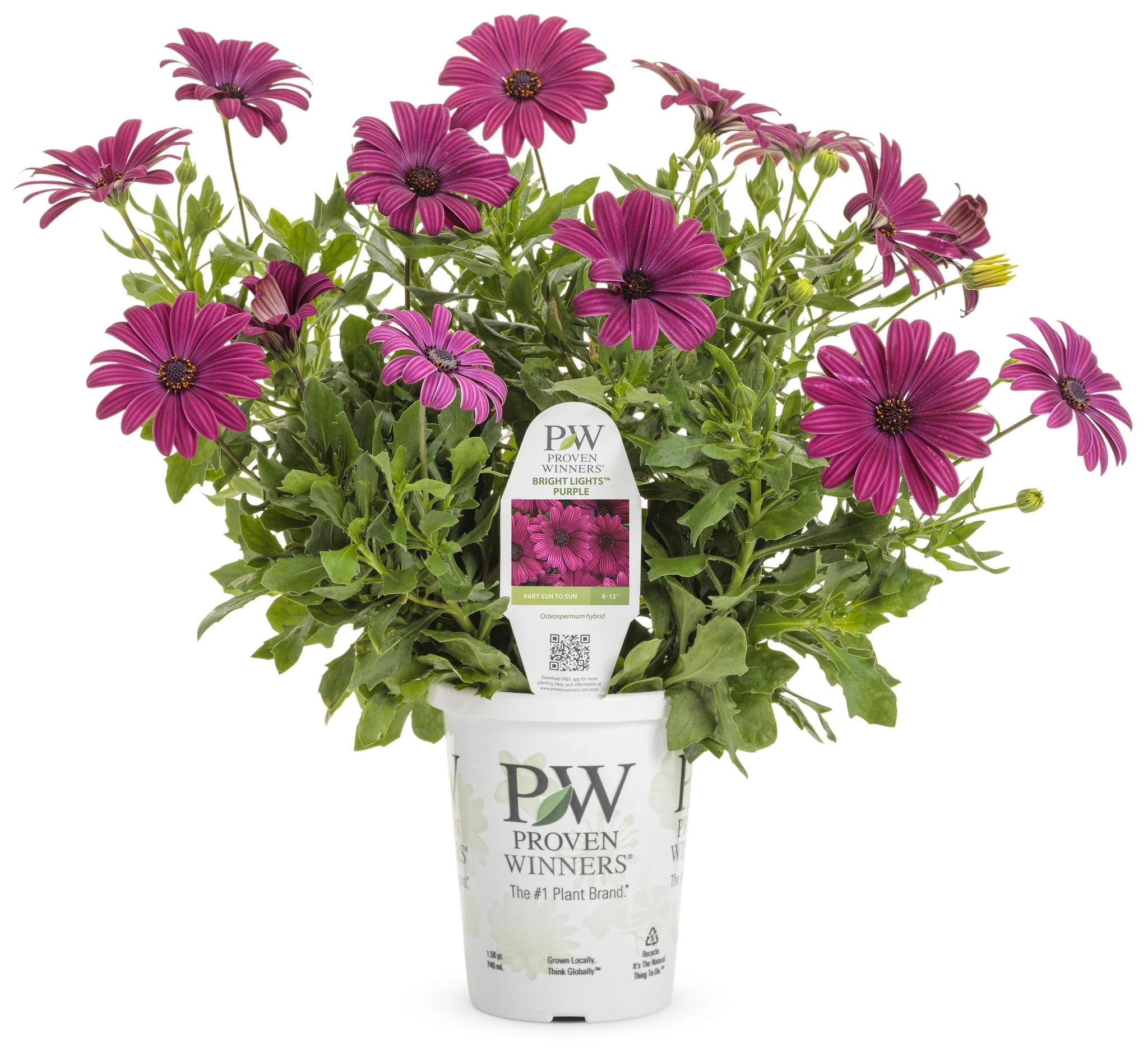 Bright Lights™ Purple Osteospermum | Proven Winners® - Image 3