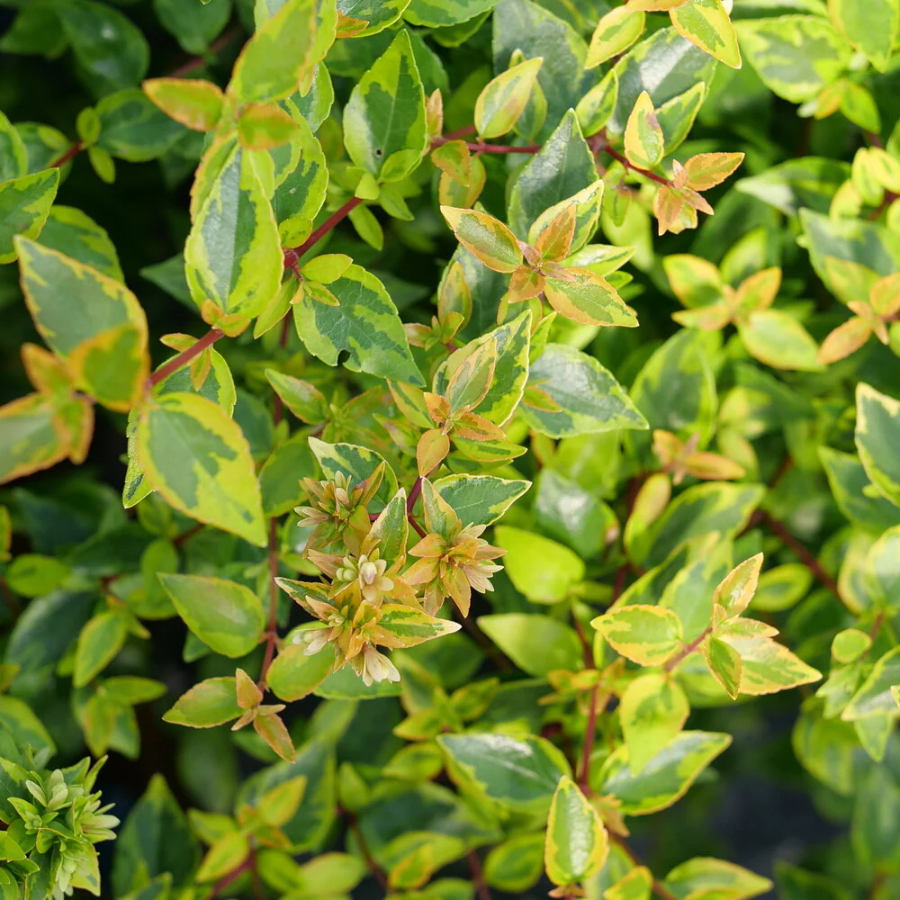 BRILLIANTINA™ Abelia