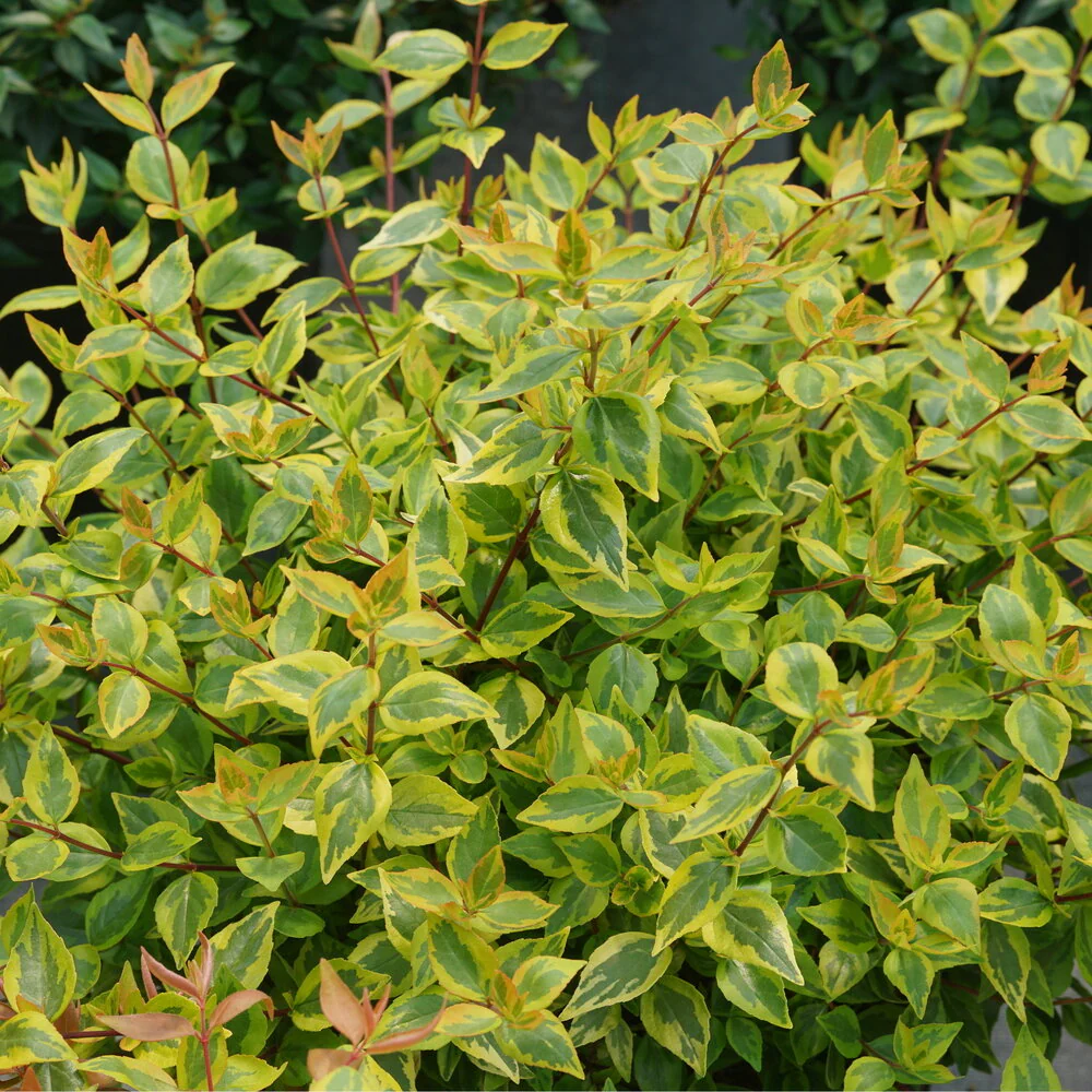 BRILLIANTINA™ Abelia - Image 2