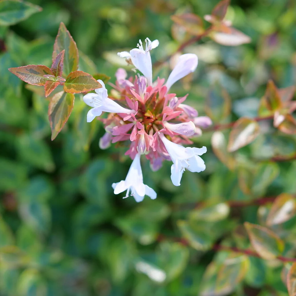 BRILLIANTINA™ Abelia - Image 3