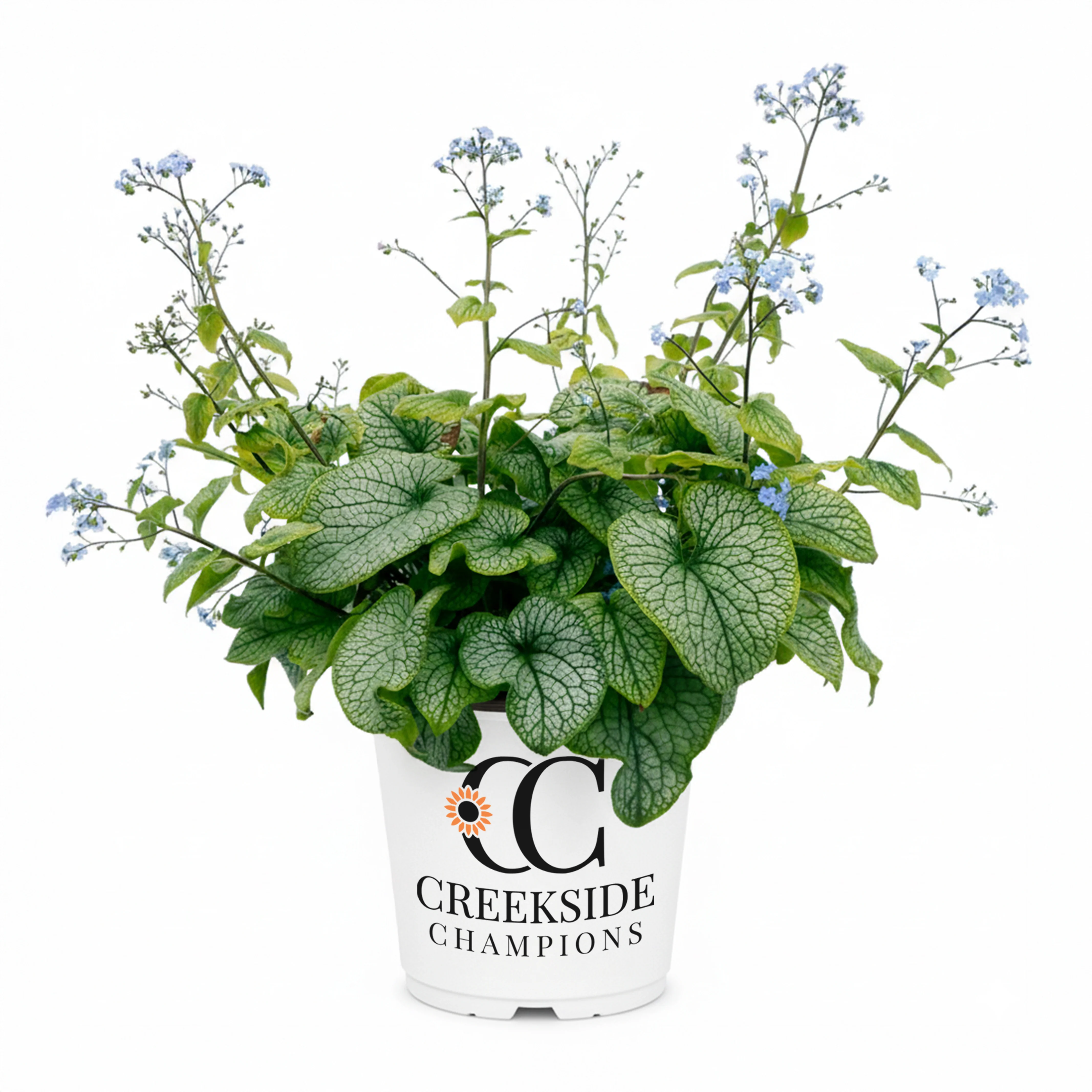 ‘Alexander’s Great’ Brunnera | Creekside Champions™