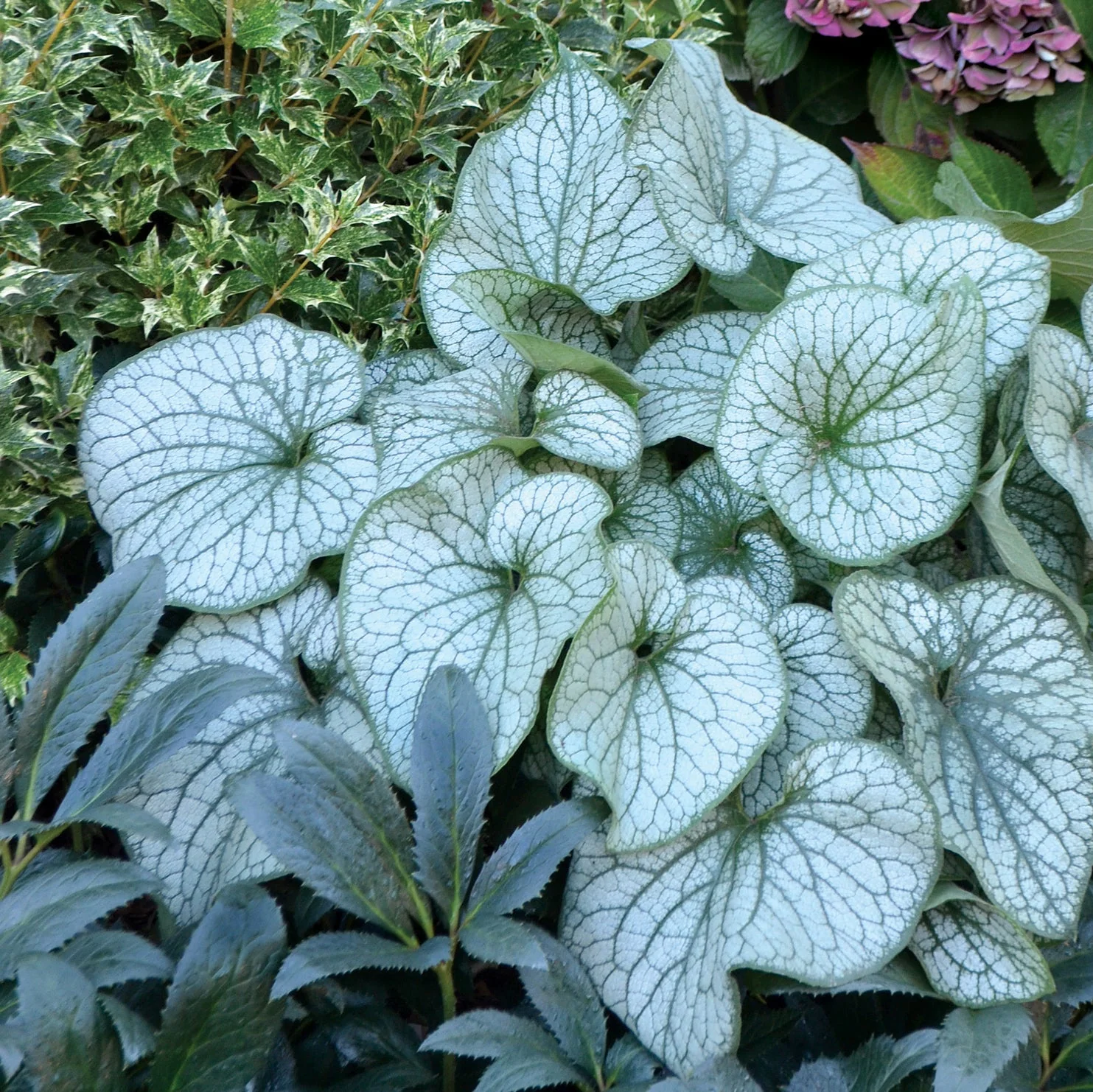 ‘Alexander’s Great’ Brunnera | Creekside Champions™ - Image 2