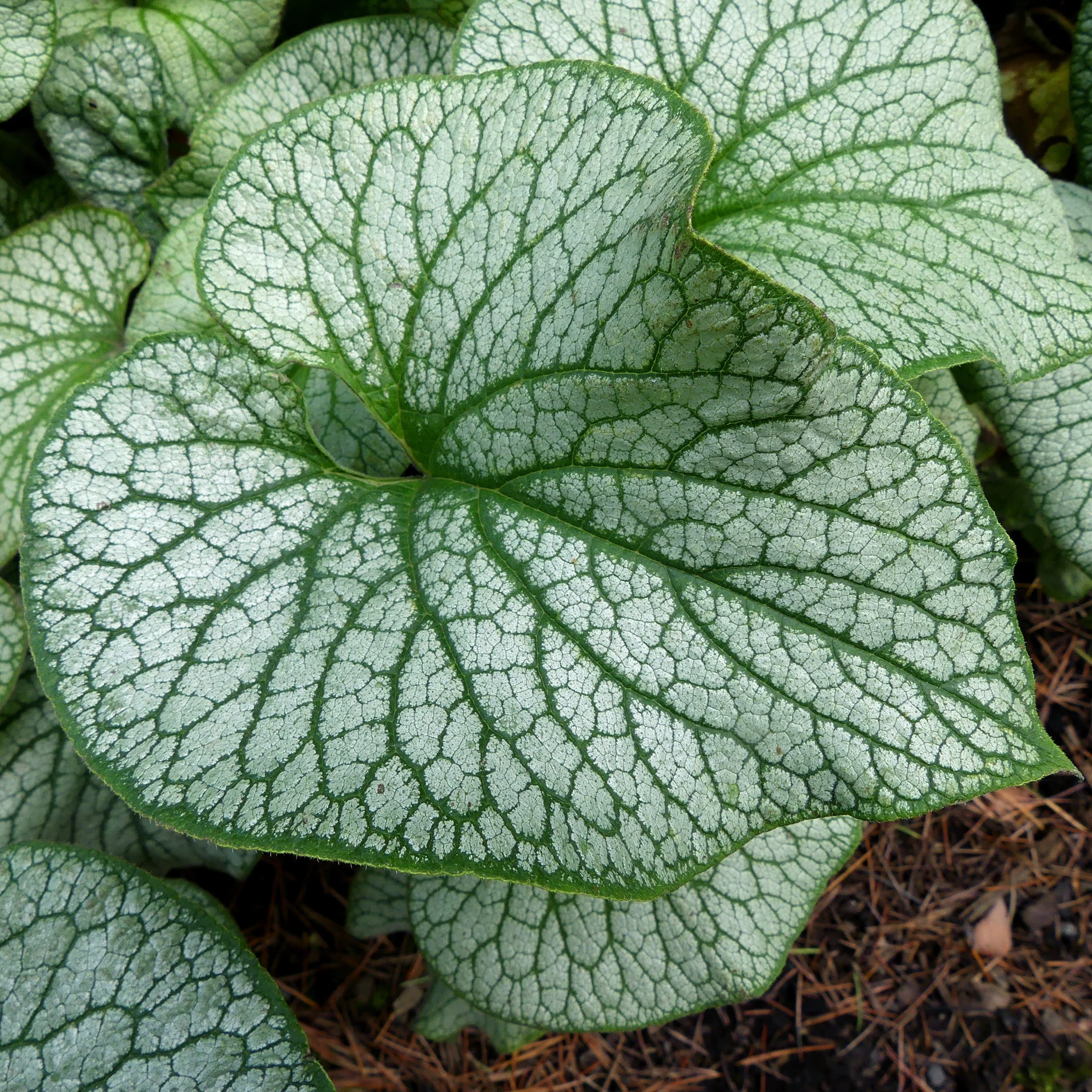 ‘Alexander’s Great’ Brunnera | Creekside Champions™ - Image 3