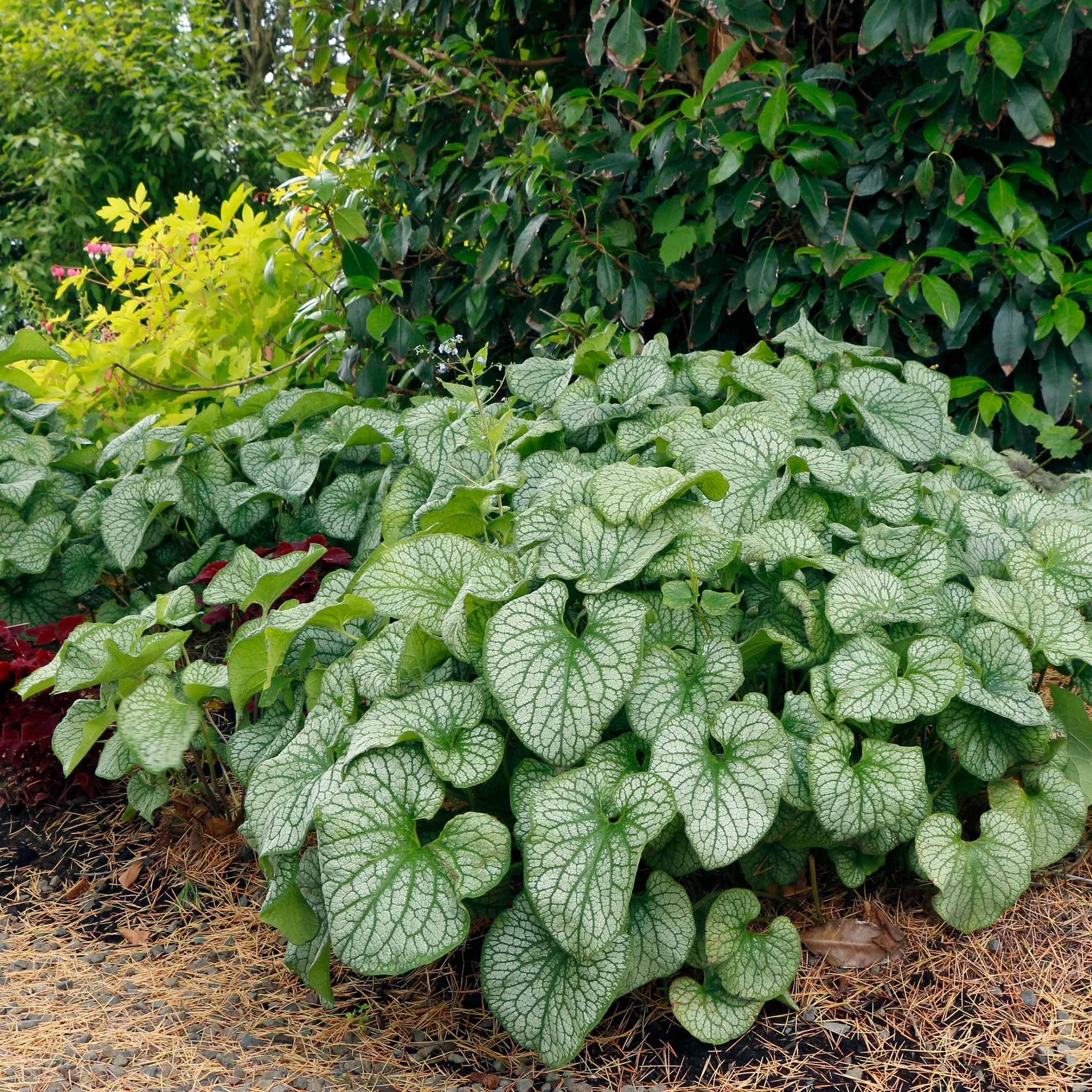 ‘Alexander’s Great’ Brunnera | Creekside Champions™ - Image 4