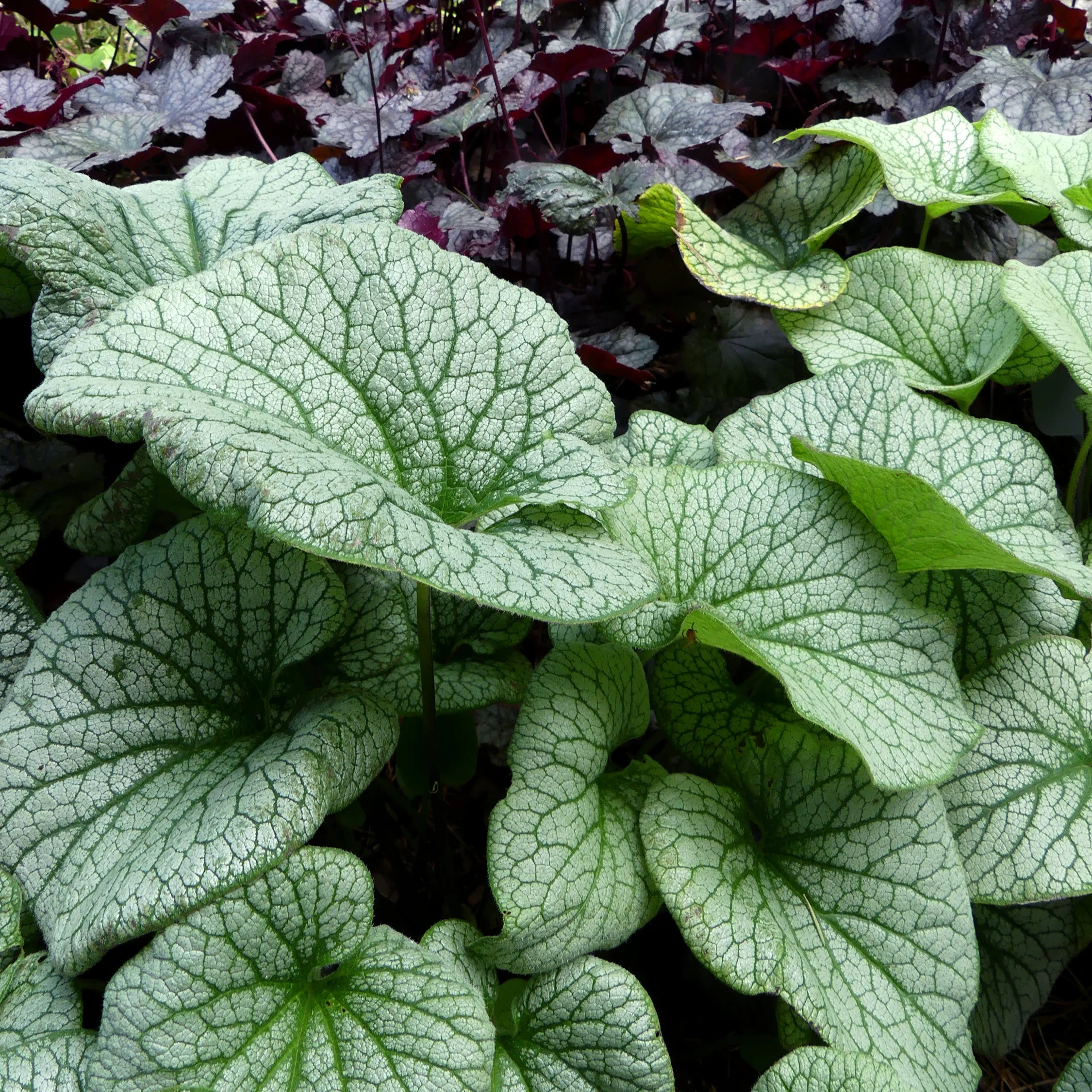 ‘Alexander’s Great’ Brunnera | Creekside Champions™ - Image 5