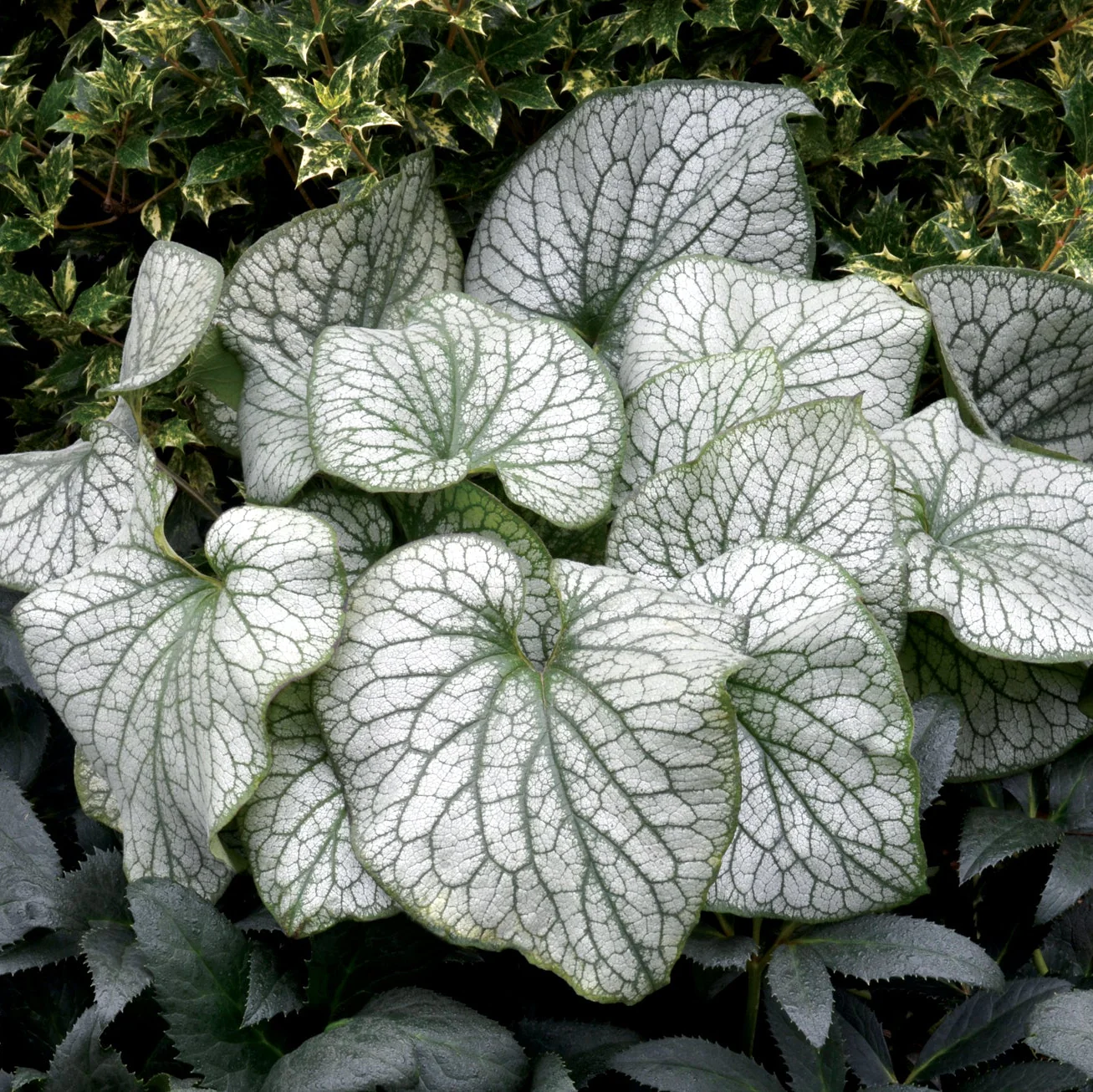 ‘Alexander’s Great’ Brunnera | Creekside Champions™ - Image 6