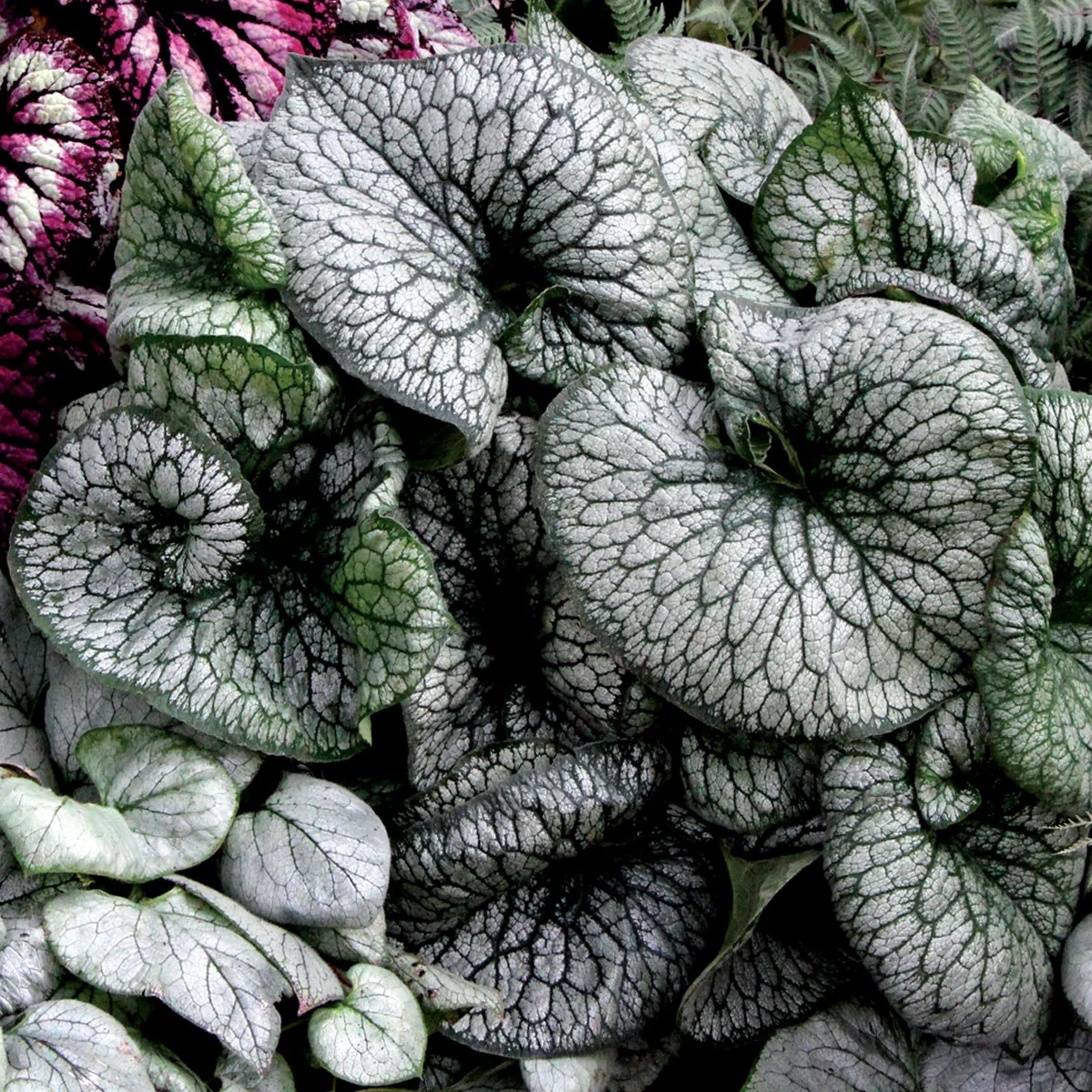 ‘Alexander’s Great’ Brunnera | Creekside Champions™ - Image 7