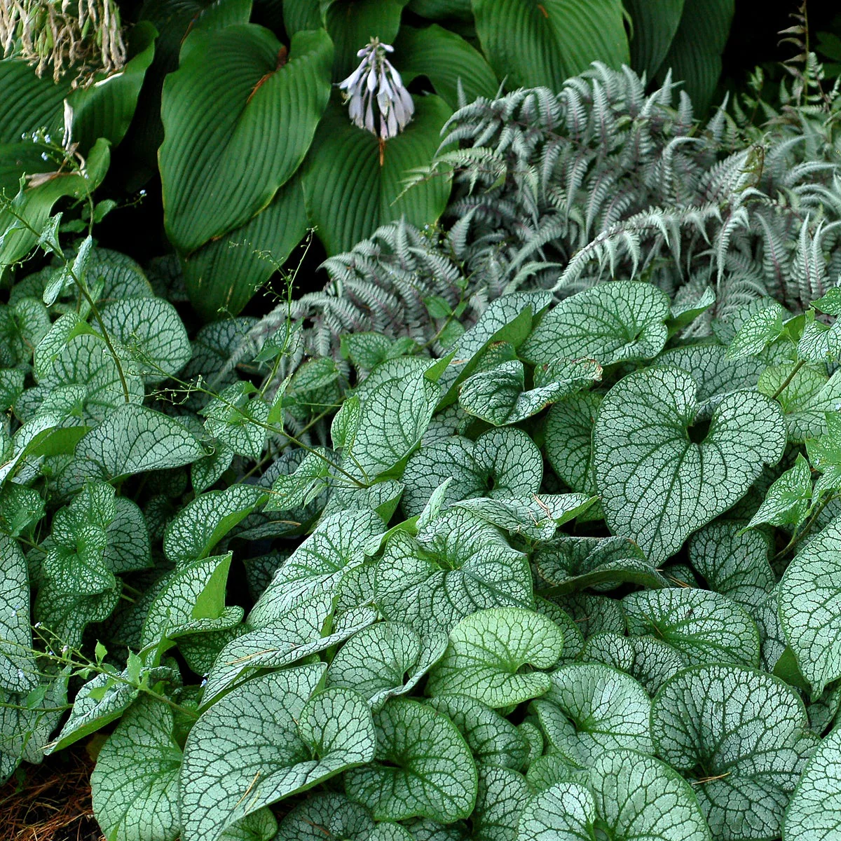 ‘Alexander’s Great’ Brunnera | Creekside Champions™ - Image 8