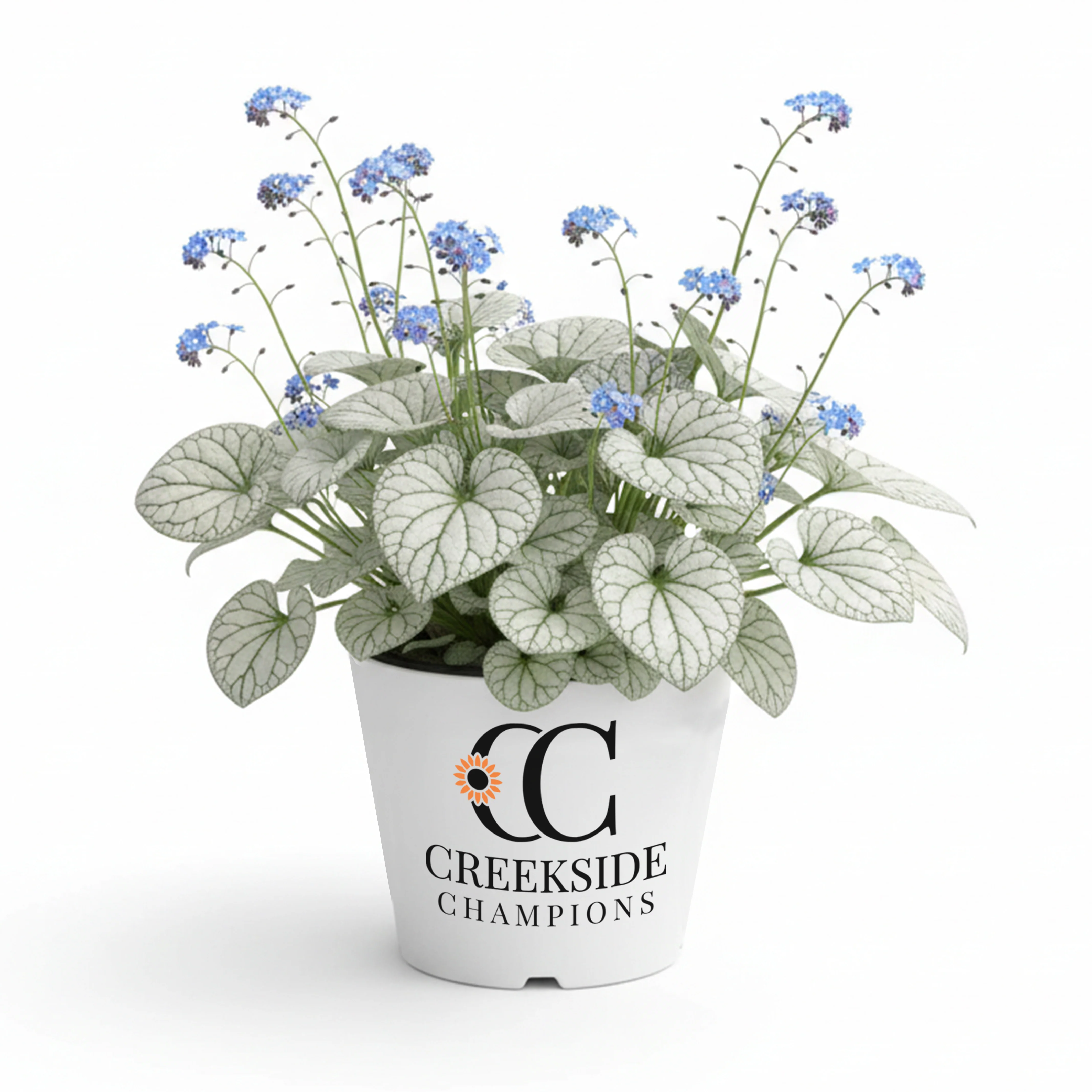 ‘Alexandria’ Brunnera | Creekside Champions™