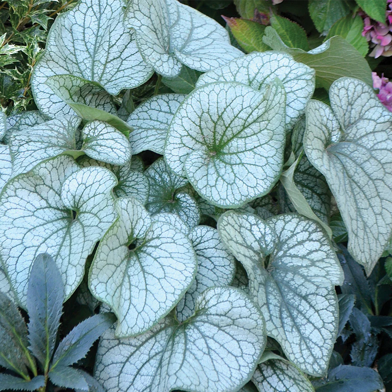 ‘Alexandria’ Brunnera | Creekside Champions™ - Image 2