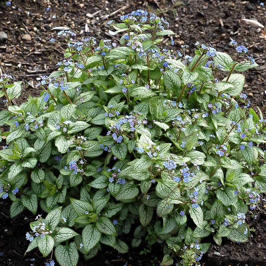 ‘Alexandria’ Brunnera | Creekside Champions™ - Image 3