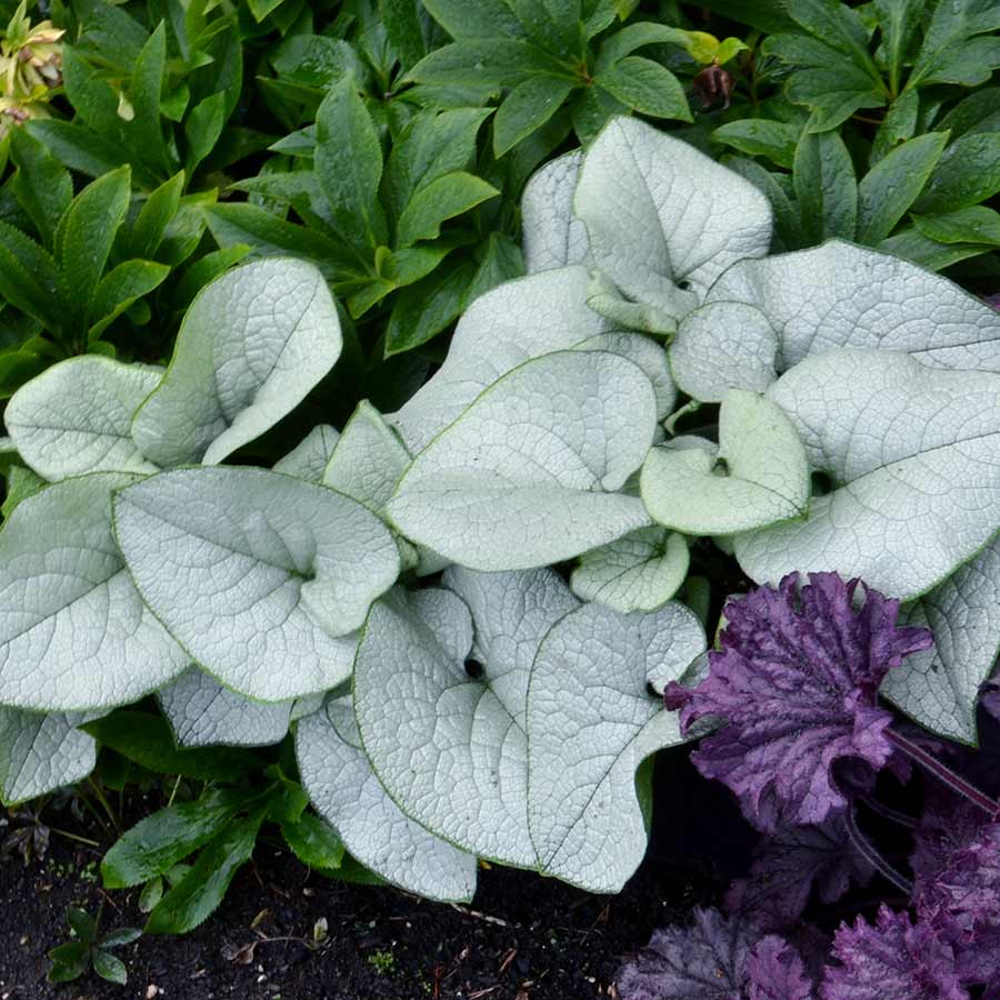 ‘Alexandria’ Brunnera | Creekside Champions™ - Image 4