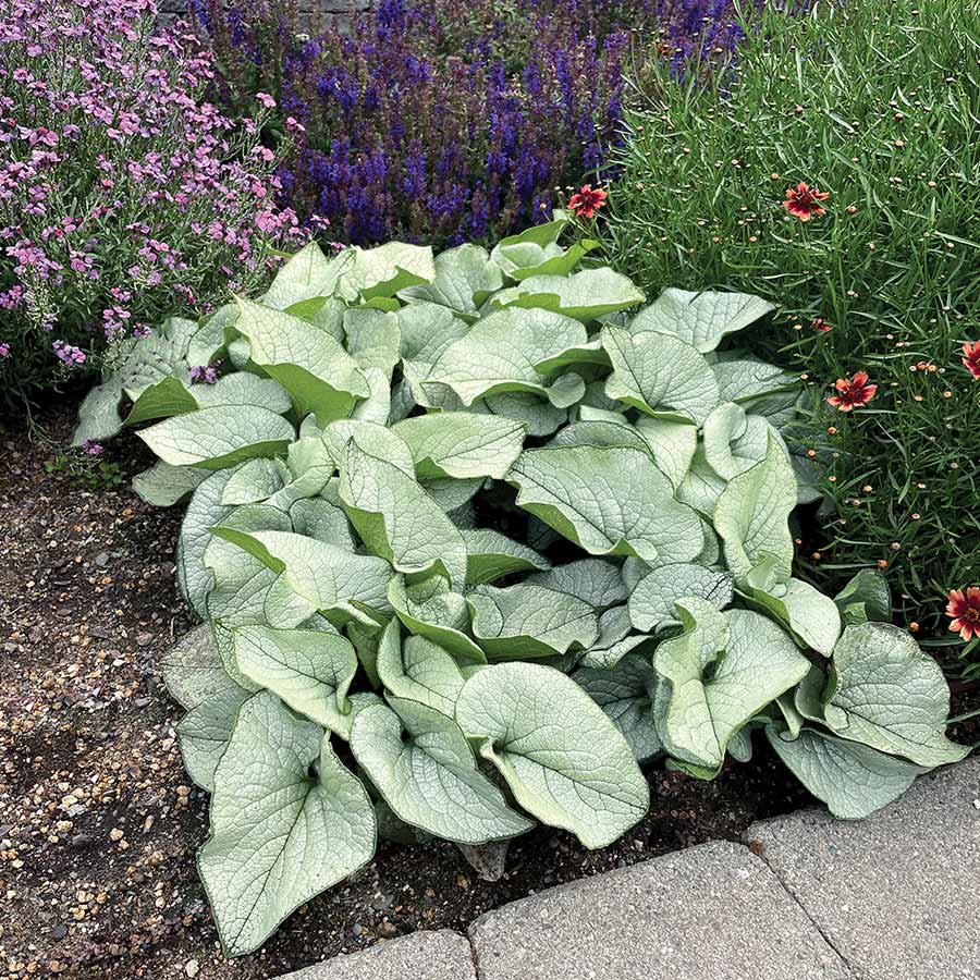 ‘Alexandria’ Brunnera | Creekside Champions™ - Image 5