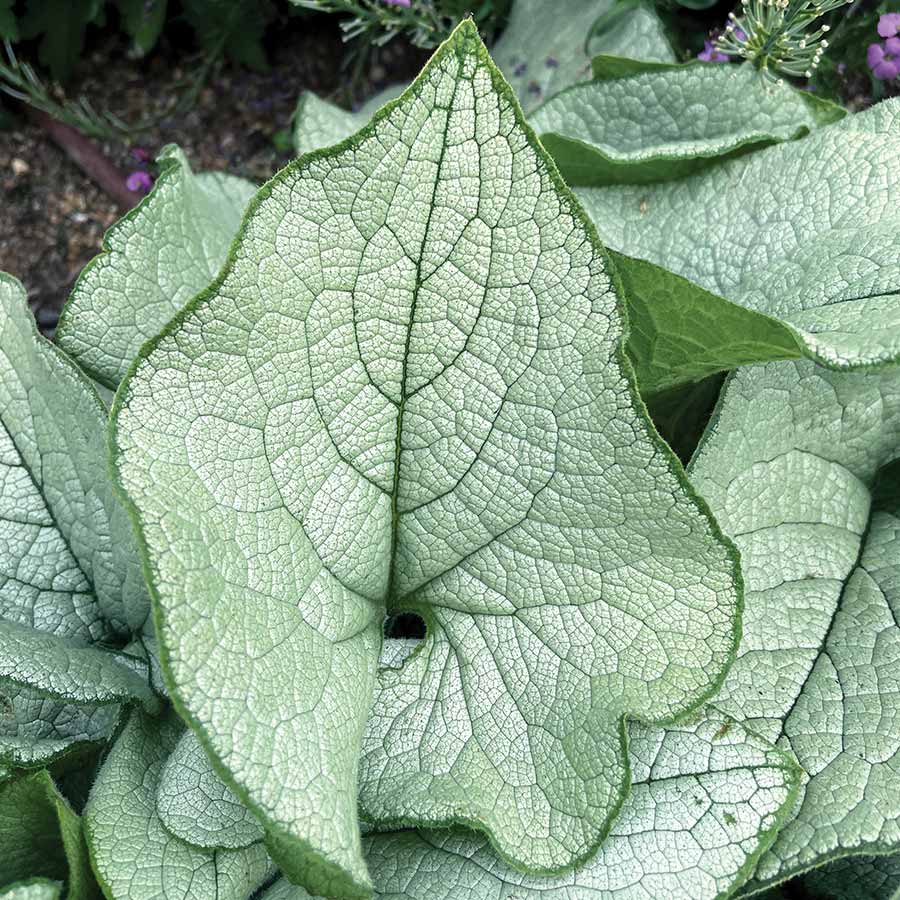 ‘Alexandria’ Brunnera | Creekside Champions™ - Image 6