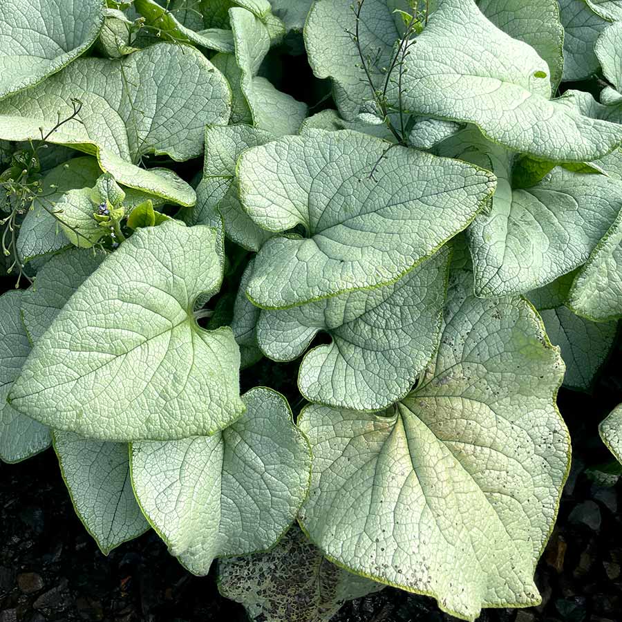 ‘Alexandria’ Brunnera | Creekside Champions™ - Image 7