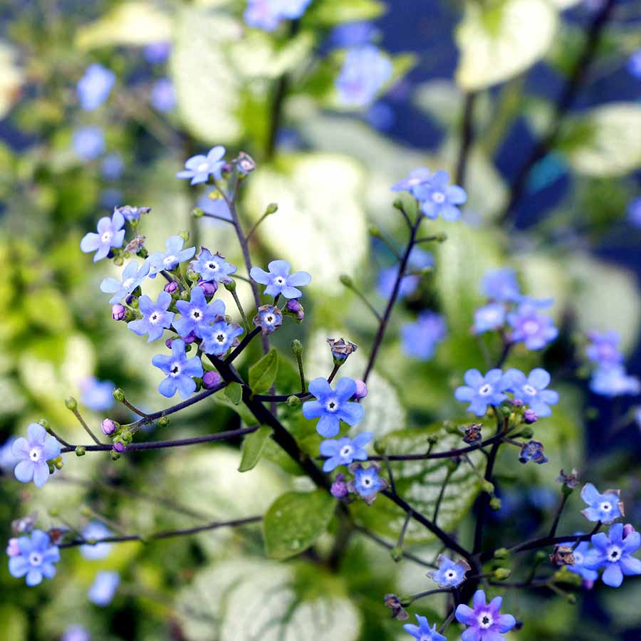 ‘Alexandria’ Brunnera | Creekside Champions™ - Image 8