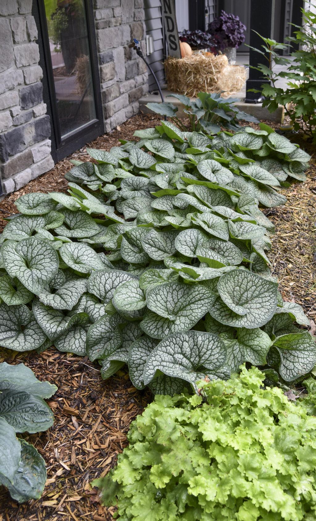Brunnera macrophylla 'Jack of Diamonds' | Proven Winners® - Image 3