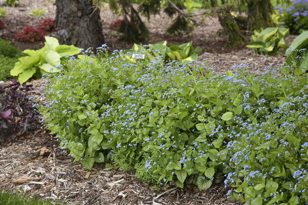 Brunnera macrophylla 'Jack of Diamonds' | Proven Winners® - Image 4