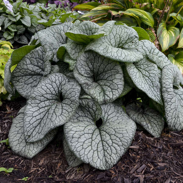 Brunnera macrophylla 'Queen of Hearts' | Proven Winners®