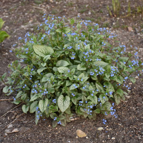 Brunnera macrophylla 'Queen of Hearts' | Proven Winners® - Image 2