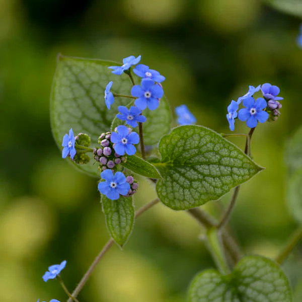 Brunnera macrophylla 'Queen of Hearts' | Proven Winners® - Image 3